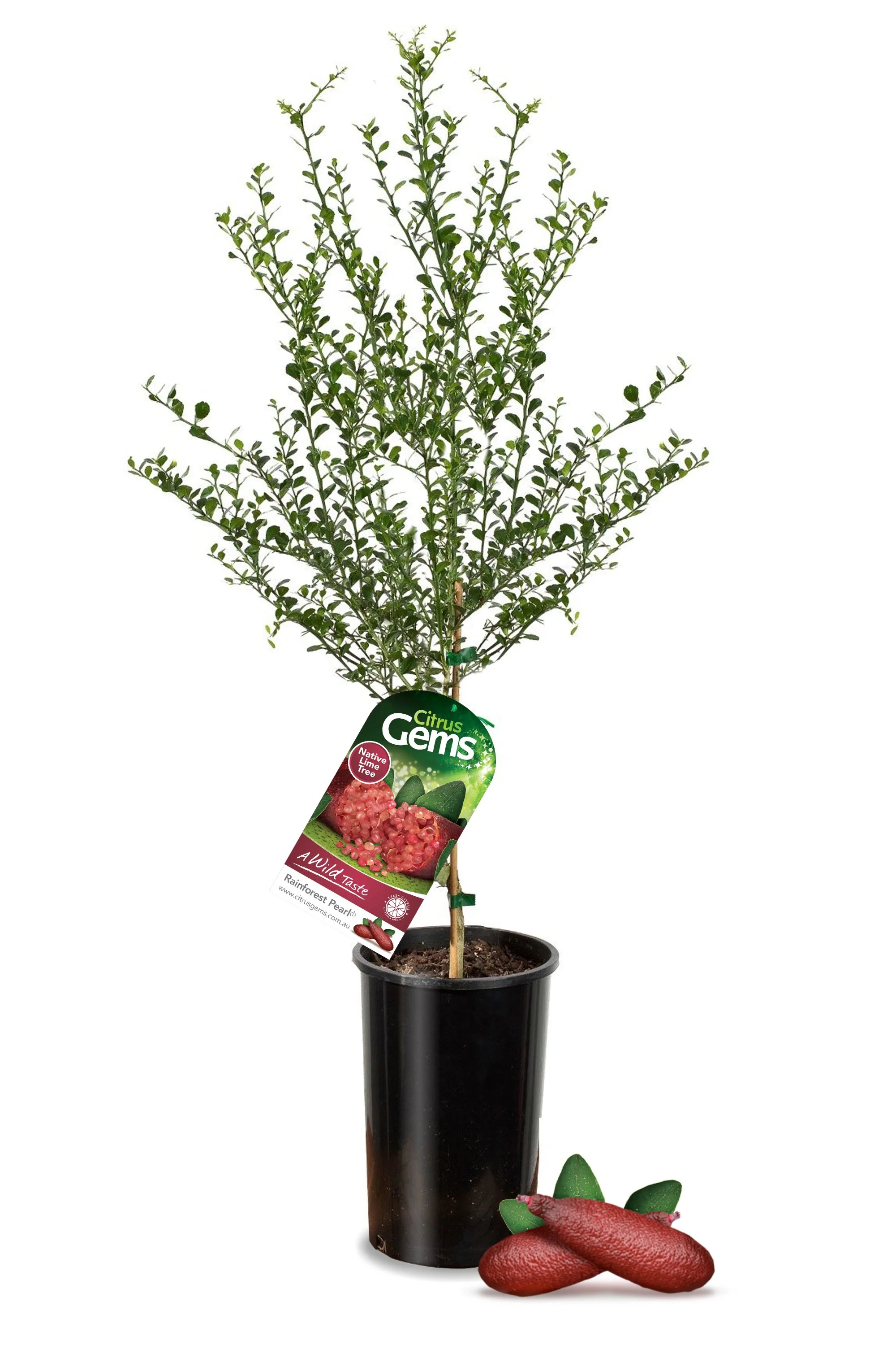 Drawf Rube Little Ruby Finger Lime – Naturally Dwarf Australian Native Citrus ...
