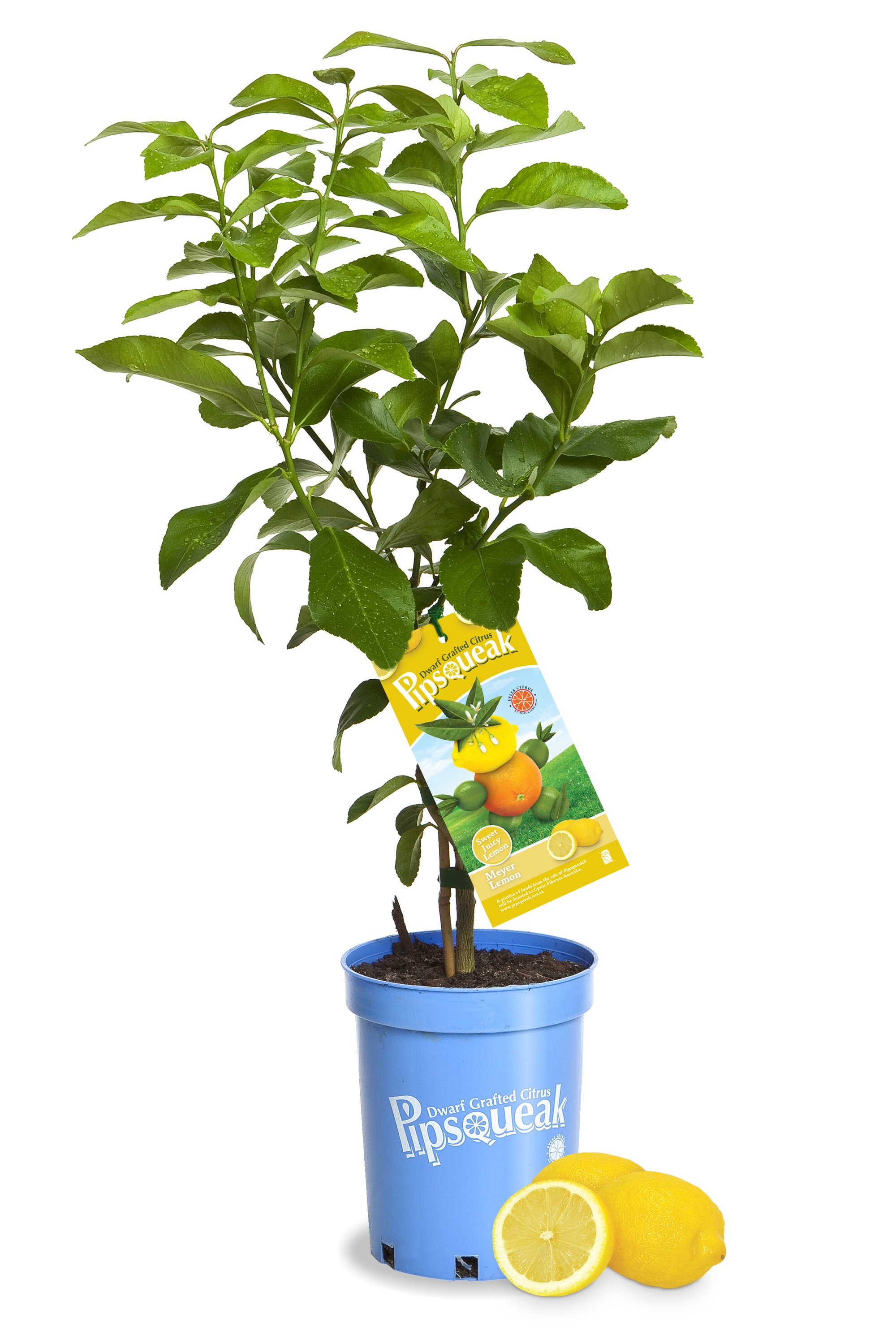 Pipsqueak Tree_Meyer.jpg