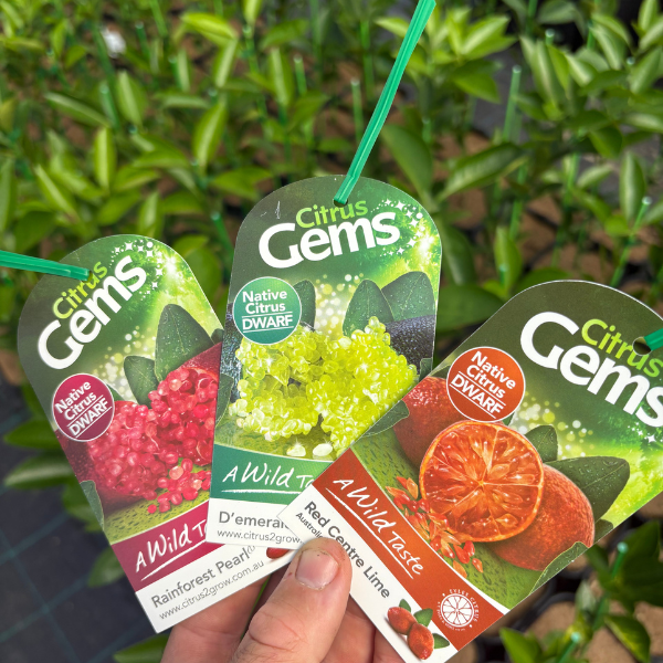 Dwarf Finger Lime Offer- Two Trees for $99 - SAVE $60