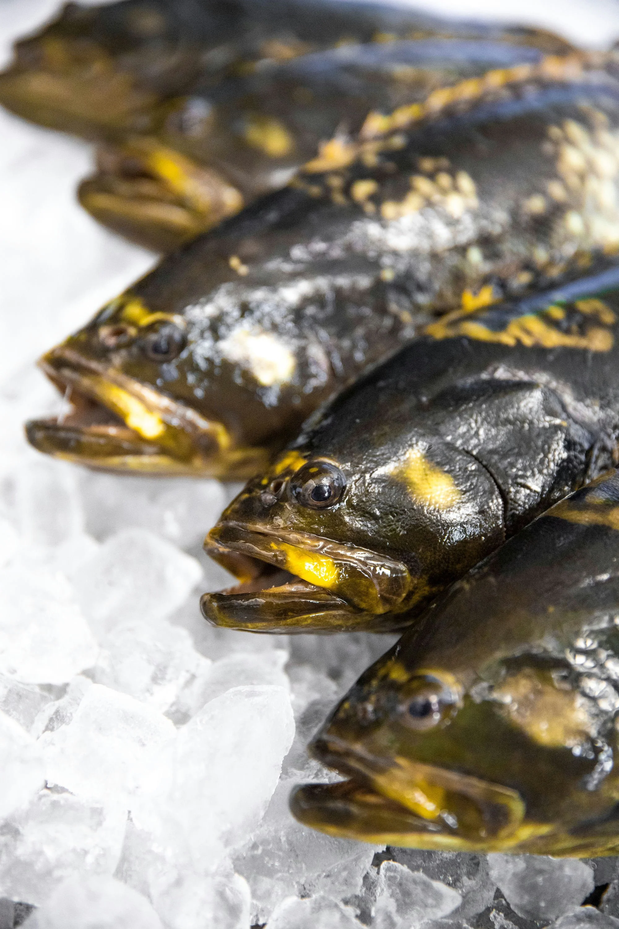 Precision, Stewardship, and the New Standard for the iconic Australian GroUper