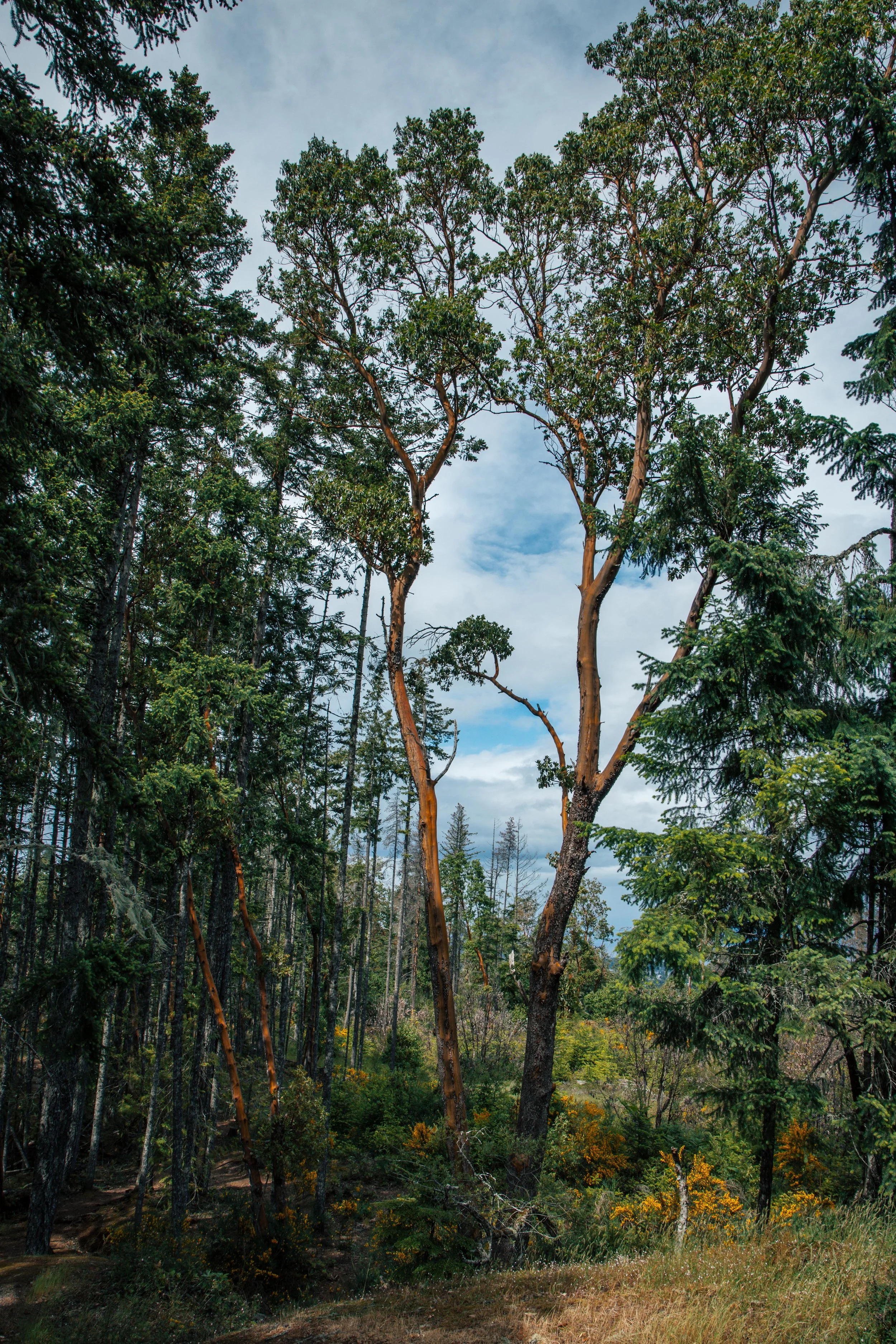 An arbutus tree growing along the ridge near The Abyss hiking trail in Nanaimo, British Columbia, a distinctive natural feature of Vancouver Island.