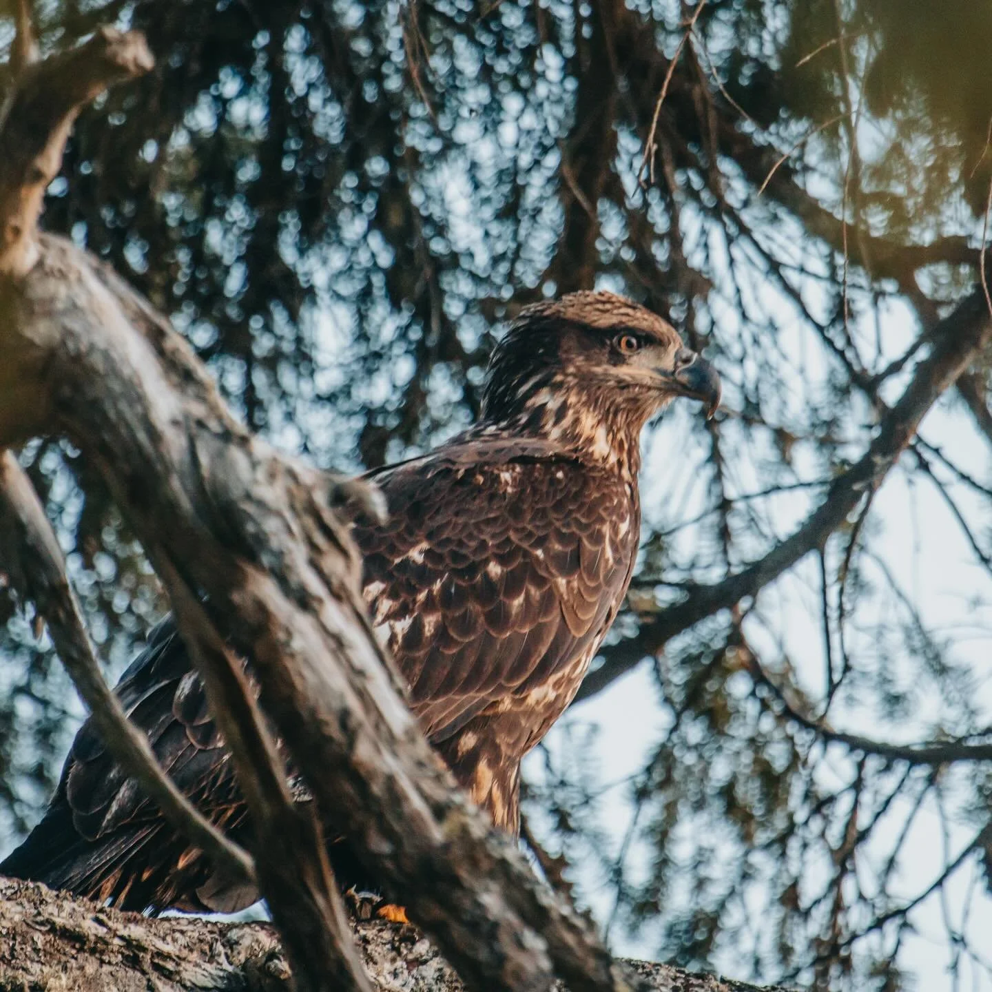 I&rsquo;m not really a &ldquo;birder&rdquo; but when I&rsquo;m not shooting wild portraits, live music or pro wrestling I&rsquo;m probably enjoying nature, wildlife, sunsets etc. 

So there I was, taking landscape photos at my favourite beach on Gabr