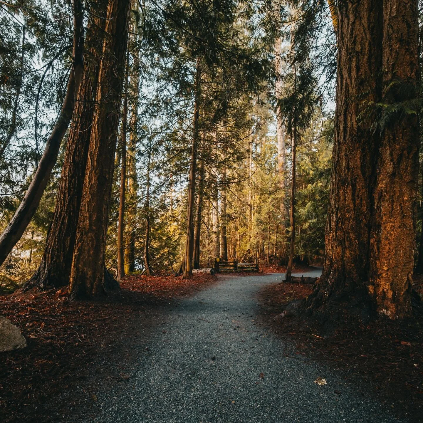I&rsquo;ve been discovering the importance of routines for my ADHD brain. Daily exercise and nature has become a big part of that. Having this beautiful trail within walking distance has been a blessing. 

The journey here leads me past friendly dogs