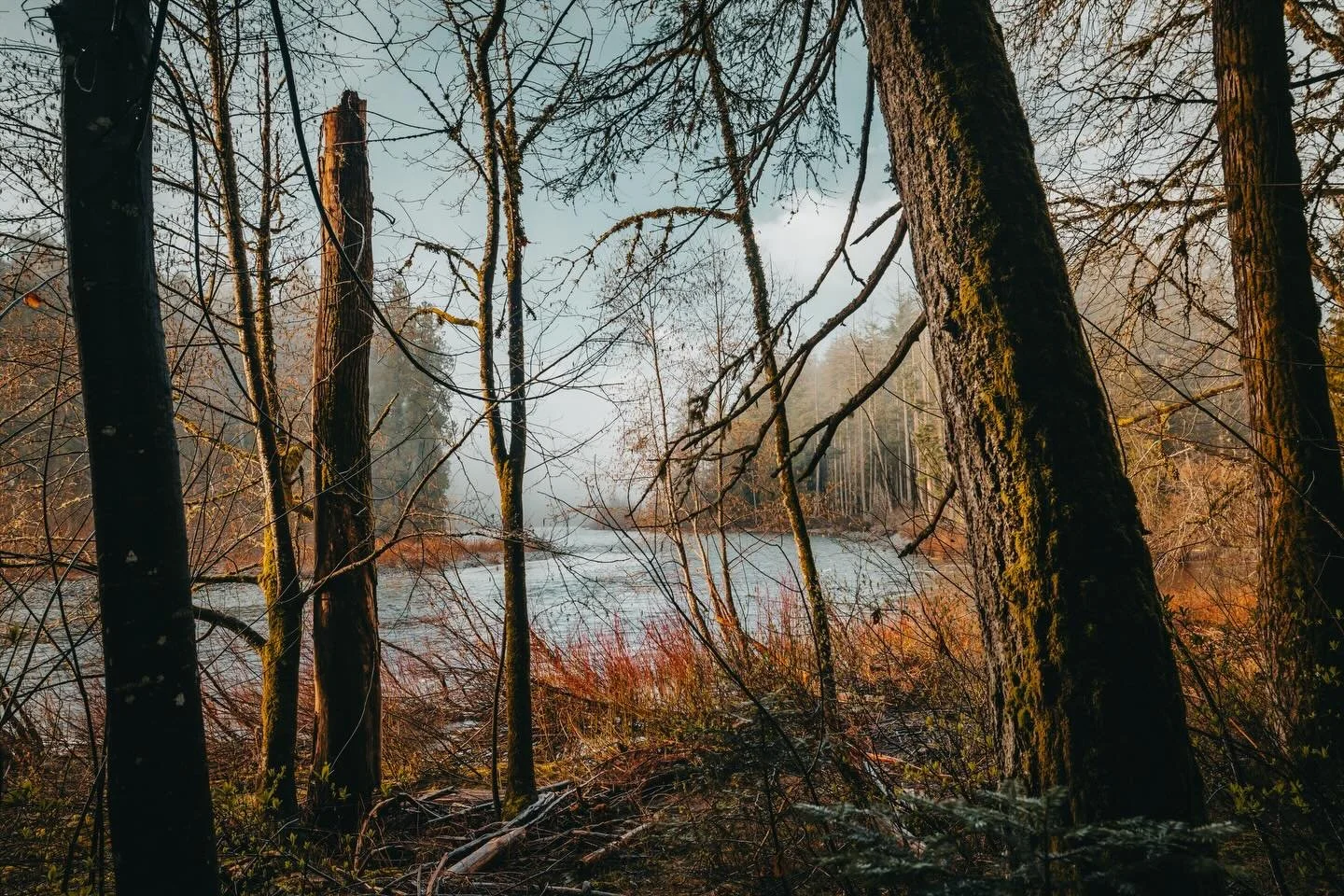 My first instinct was &ldquo;I wish I could cut all those branches out&rdquo;.
Obviously I&rsquo;d never do that. So I shot it anyway and idk, I kinda like it this way! 
I have lived by this park for a long time and I really don&rsquo;t shoot here as