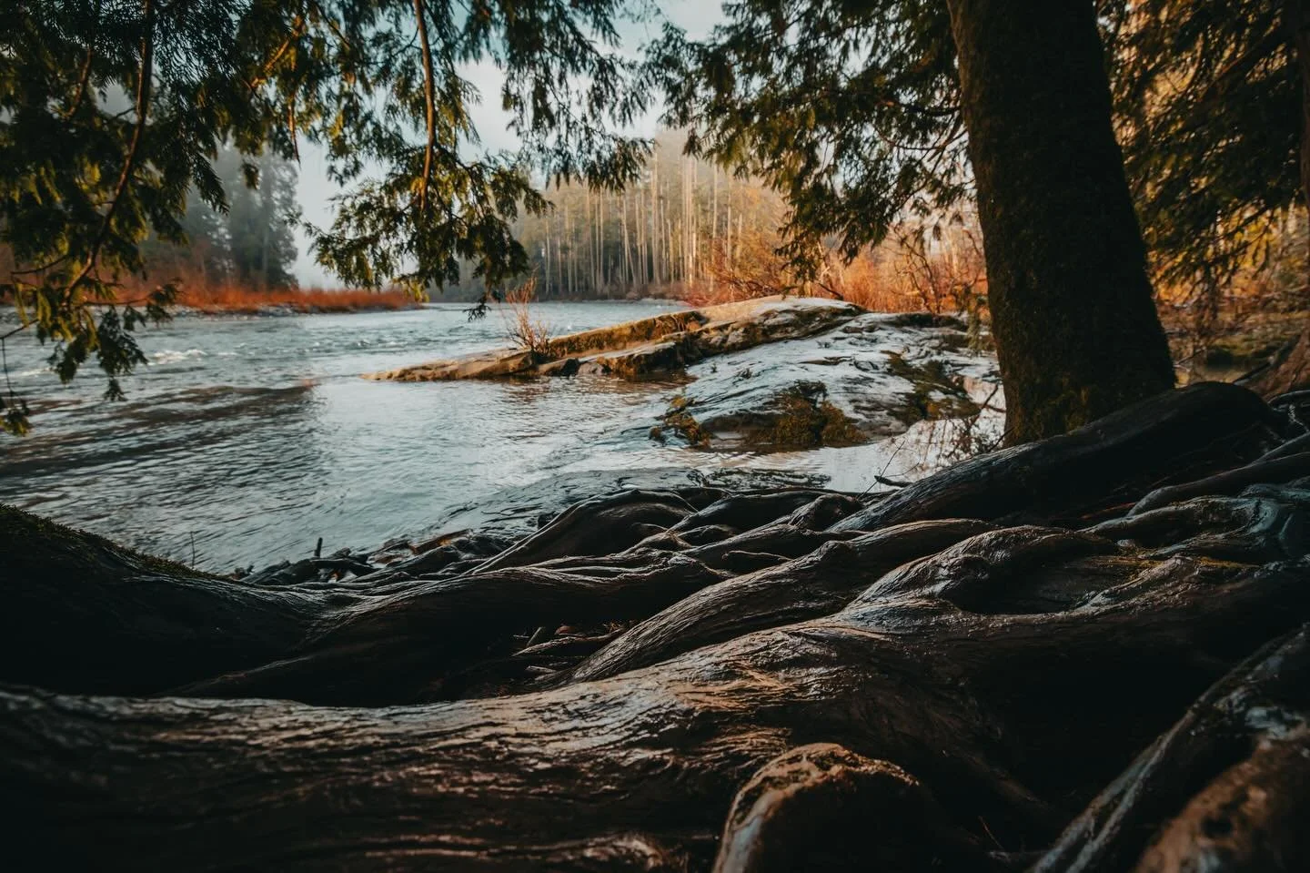 Every spring this river bank looks different. I&rsquo;ve watched it shrink over the last decade. This spot is a bit different though. 

Unlike the mud and clay just downstream, this section of river bank is held together by gnarled roots. It can be s