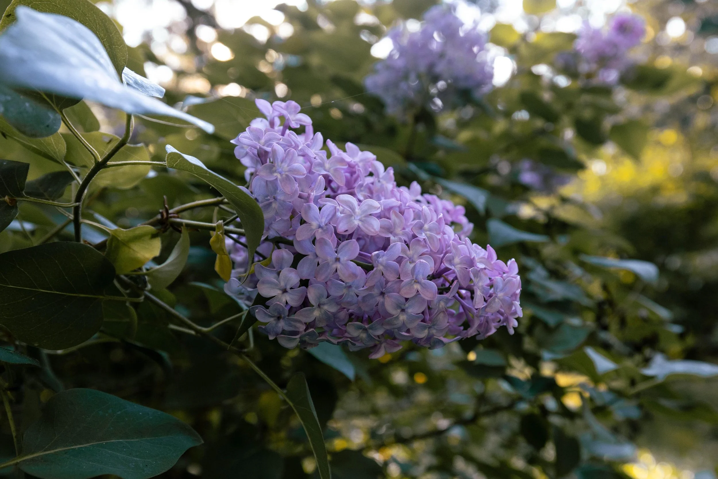 Lilacs are always a highlight of springtime. I can&rsquo;t get enough of this smell 🤌🏻

Are you growing anything exciting in your gardens this year?
