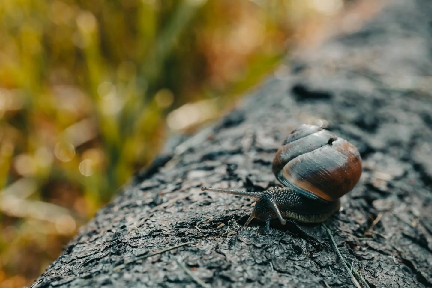 I&rsquo;ve been spending a lot of time in the garden lately. I didn&rsquo;t have the energy for it last year and by the time summer rolled around I was so disappointed that I didn&rsquo;t put in the work. This year I was feeling ambitious and started