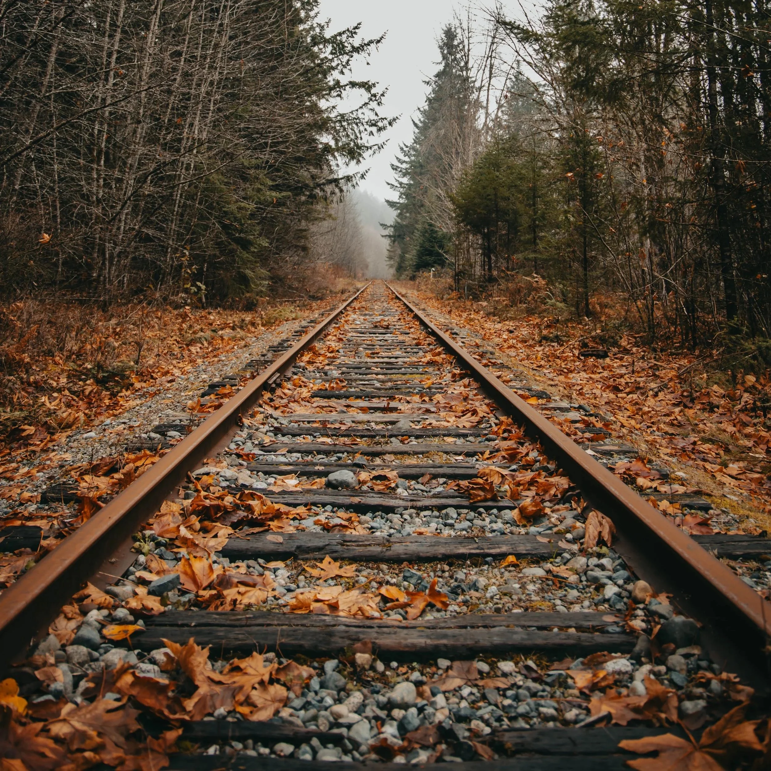 railroad tracks covered in fallen leaves on an autumn day with fog in the distance