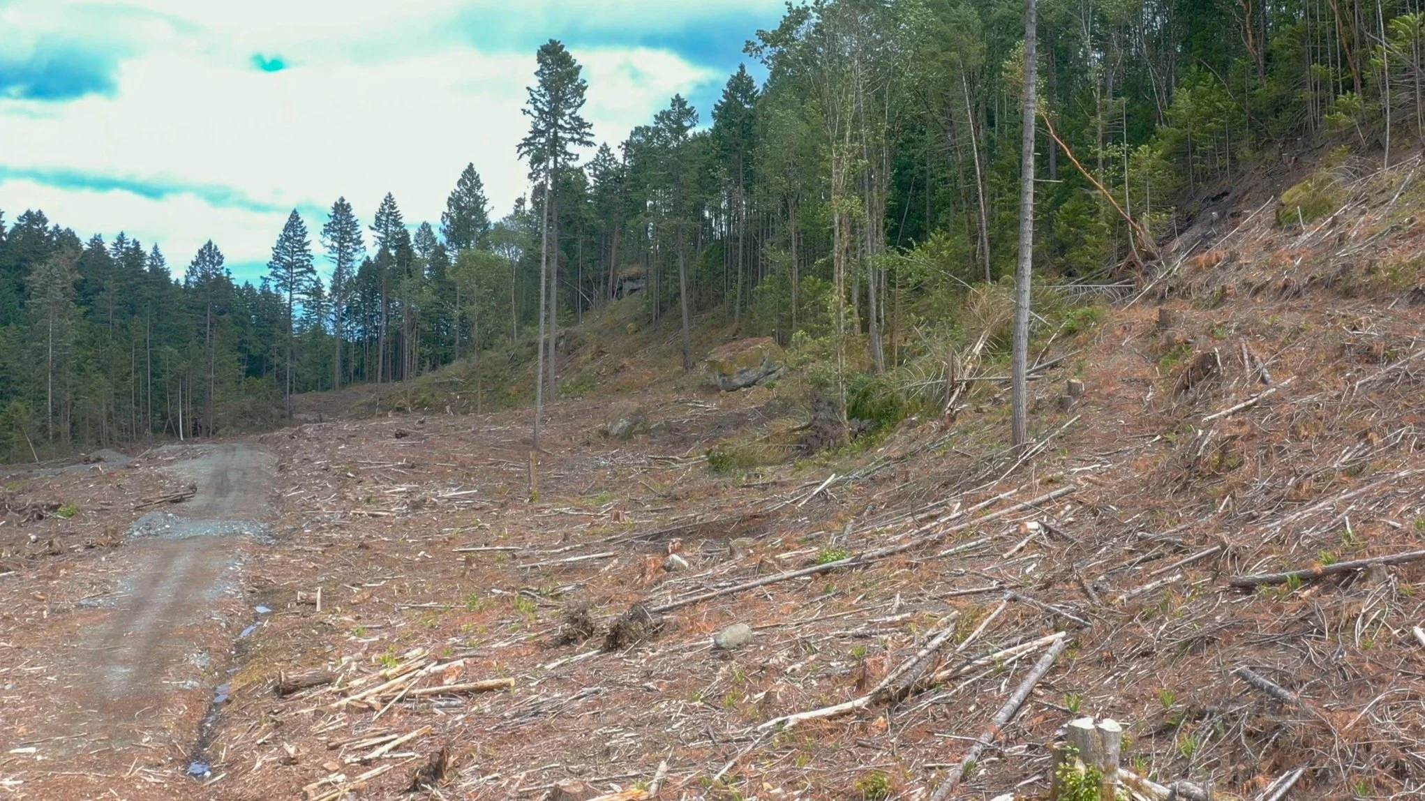 Clear cut logged landscape near The Abyss trail in Nanaimo, BC, showing stripped forest and exposed hillside terrain on Vancouver Island.