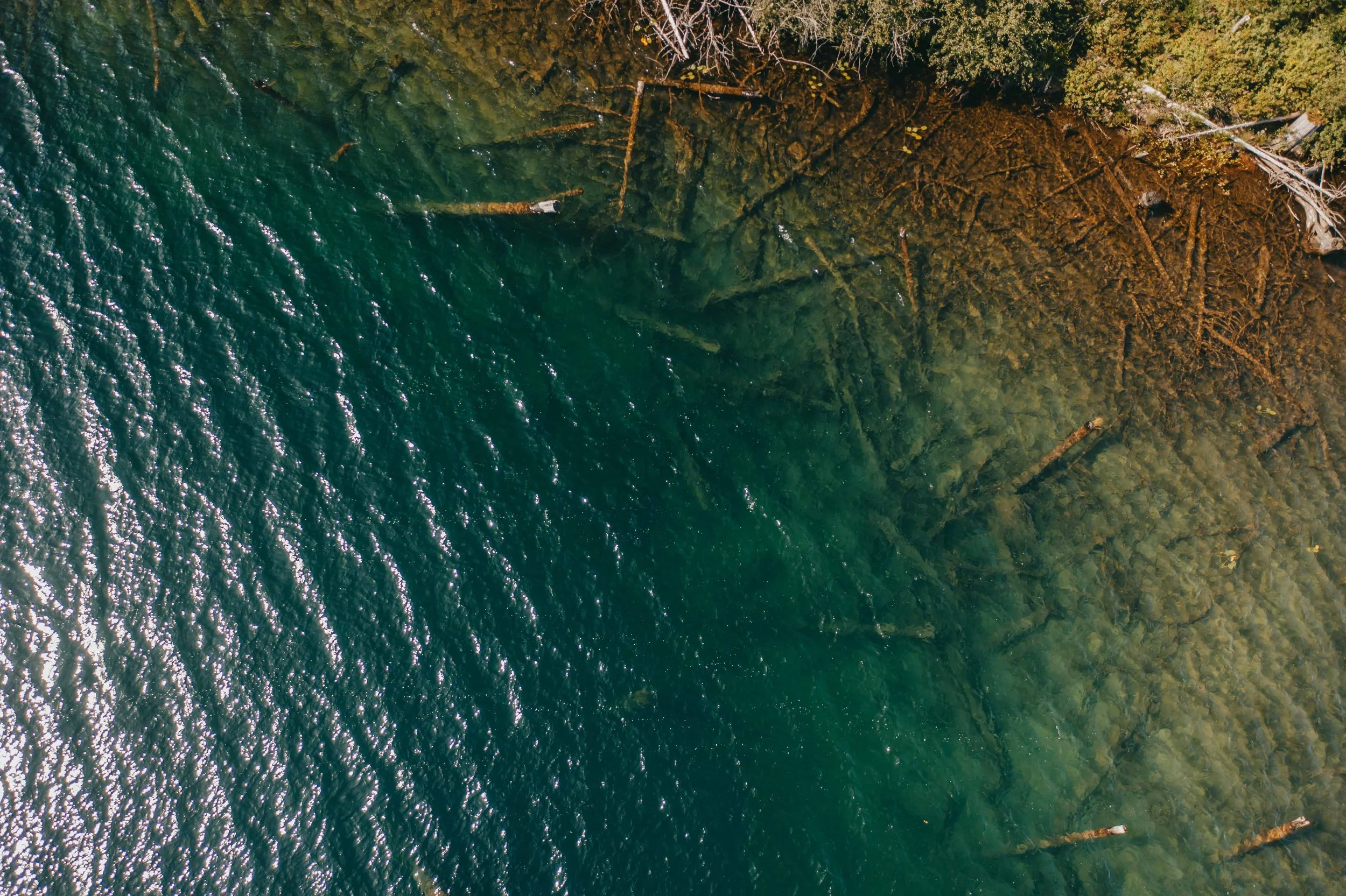 aerial drone image of a green backcountry lake and the shoreline littered with fallen trees and green forests