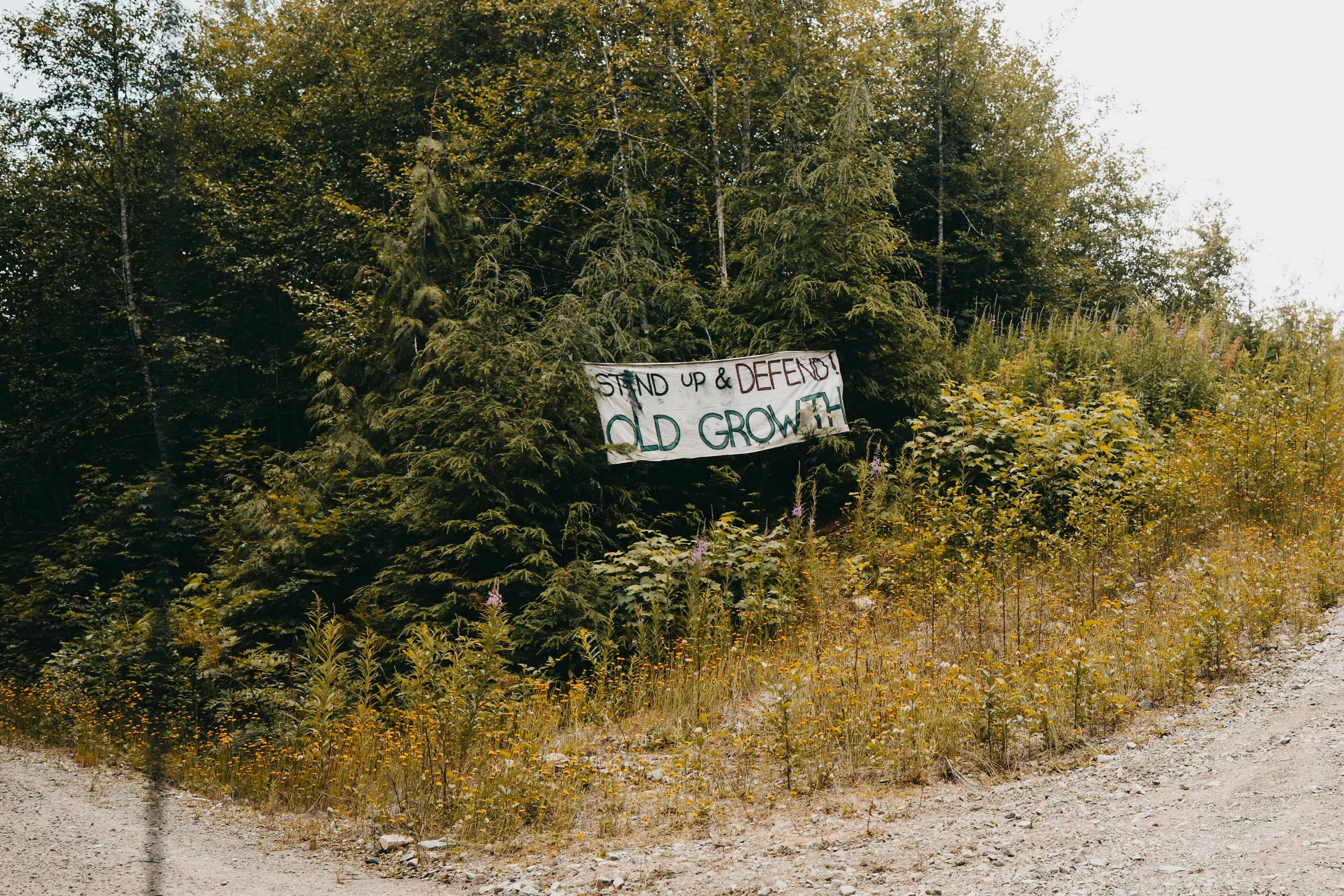 a sign that says stand up and defend old growth placed by protestors alongside a logging road on vancouver island british columbia