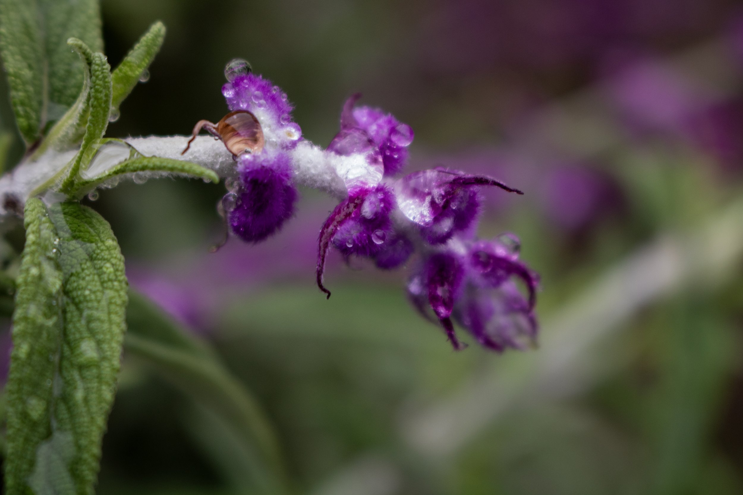 lavender.jpg