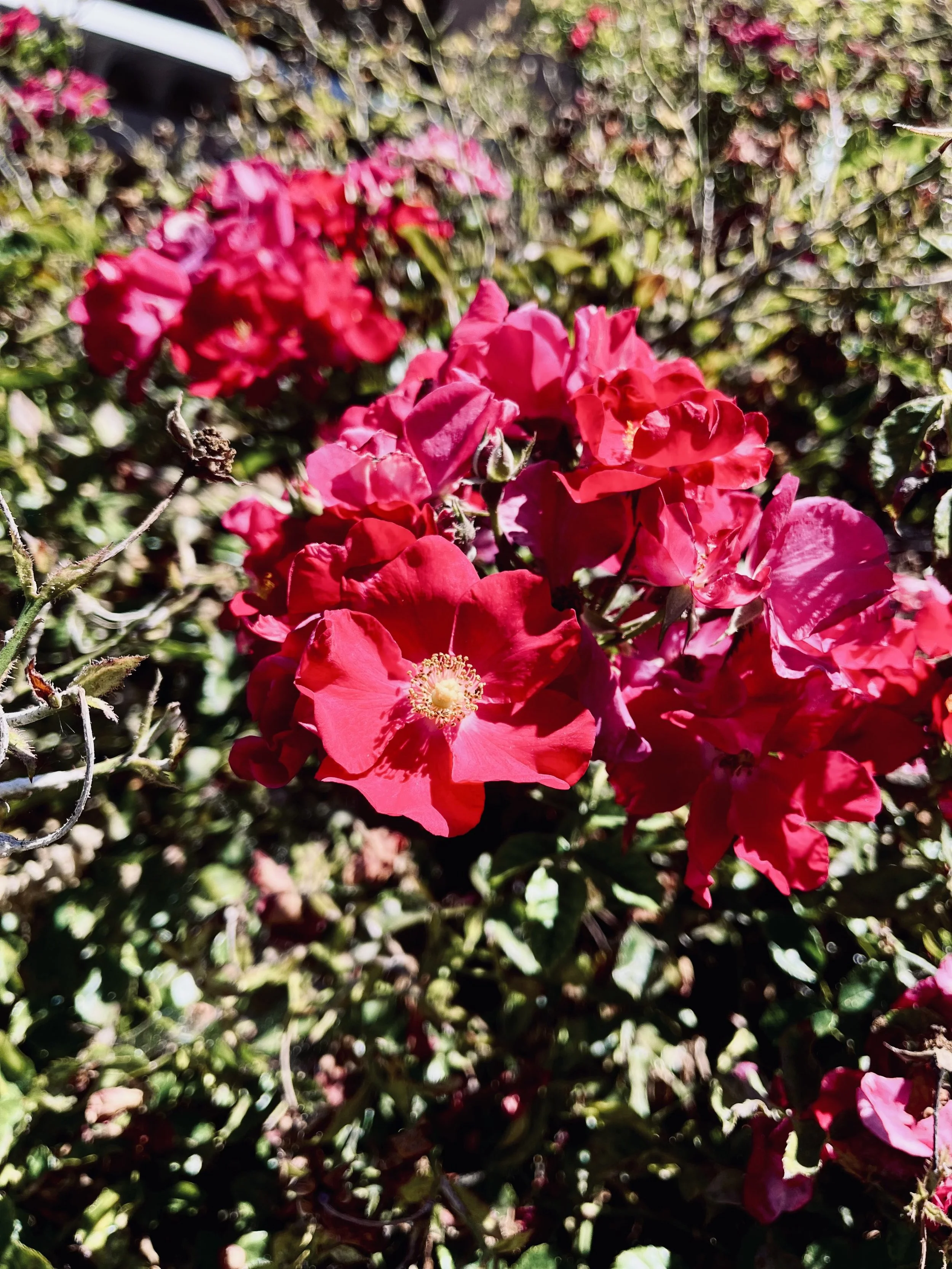 Flower.jpeg