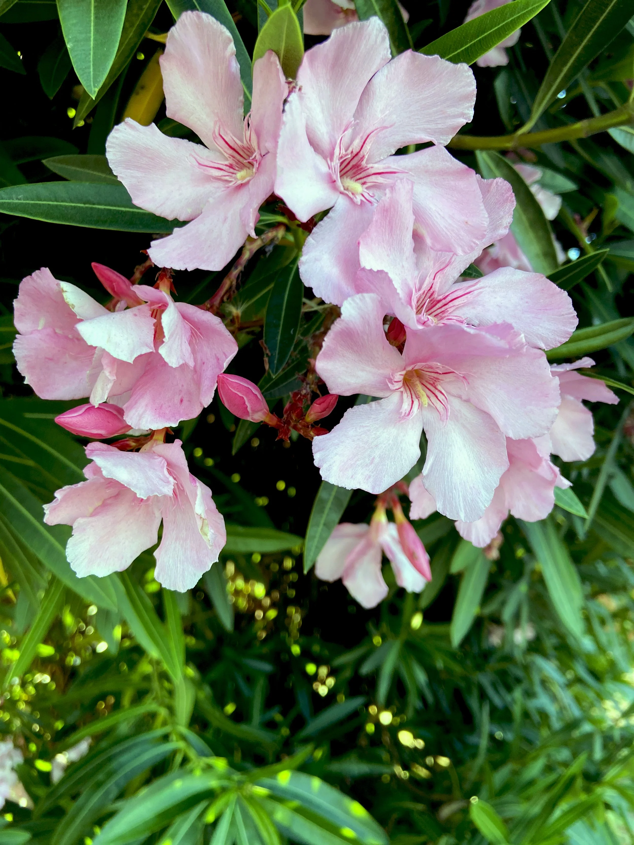pink.jpg