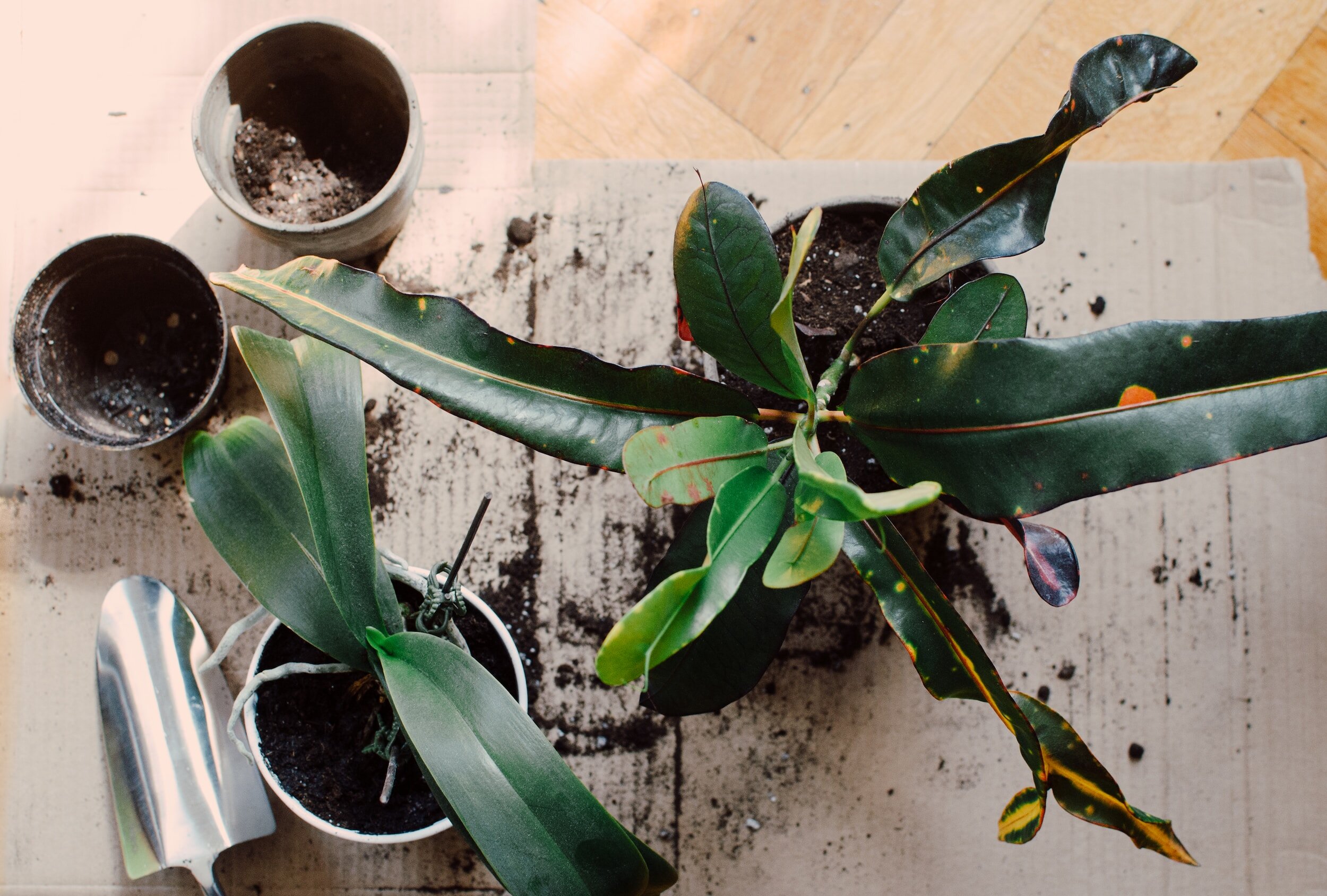 Potting + Plotting: New Years Intentions