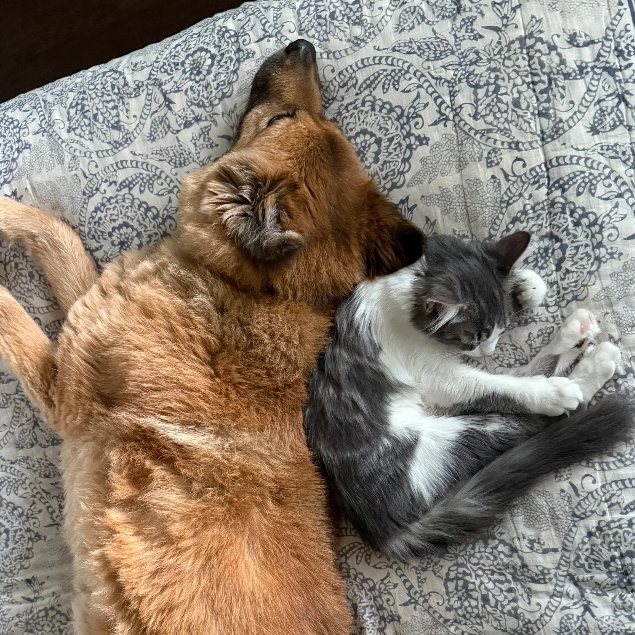 Acupuncture in Veterinary Medicine: Therapeutic Applications for Companion and Farm Animals