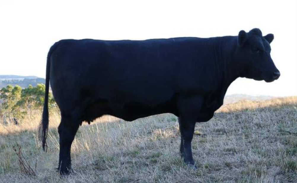 Screen Shot 2024-01-11 at 12.31.53 pm.png