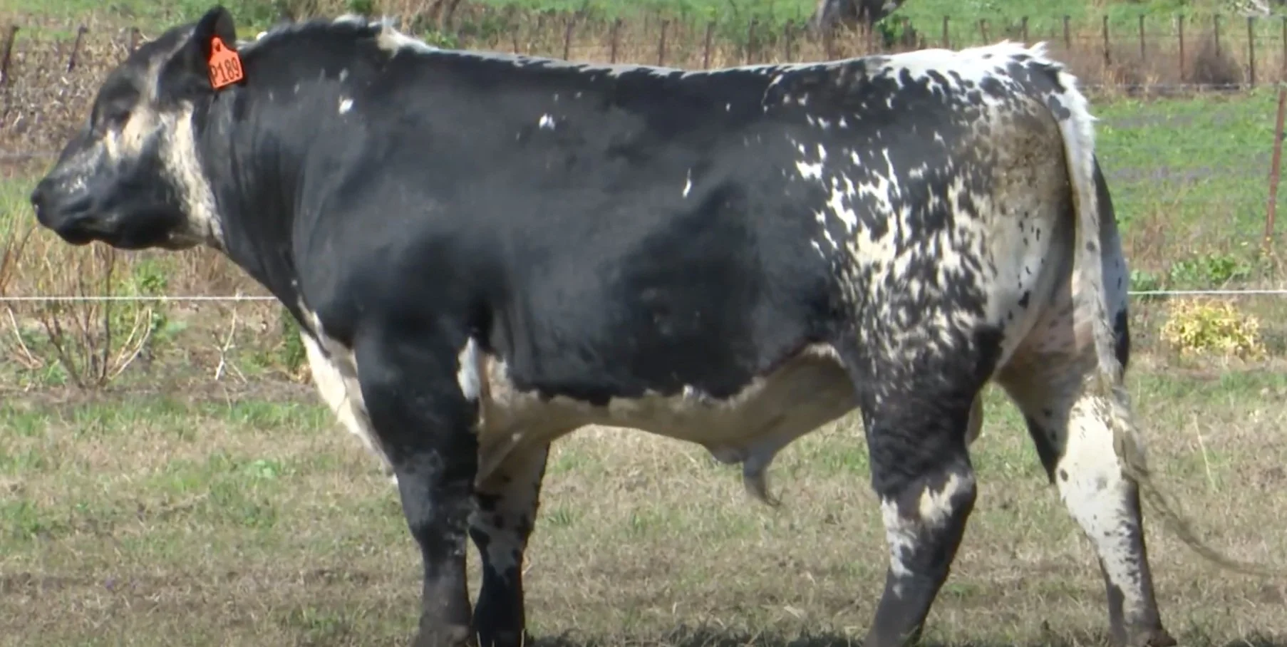 Screen Shot 2024-01-11 at 12.10.12 pm.jpg