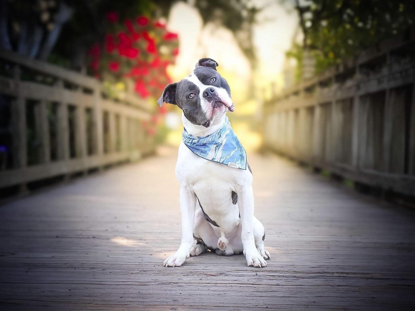 Ladies and gentlemen, here is our big head bigger heart boy Kenny&rsquo;s first photo shoot!!! 🤩😄

He was such a good boy on his first public outing/photoshoot. There were so many people and dogs around but he did marvelous for his first time being