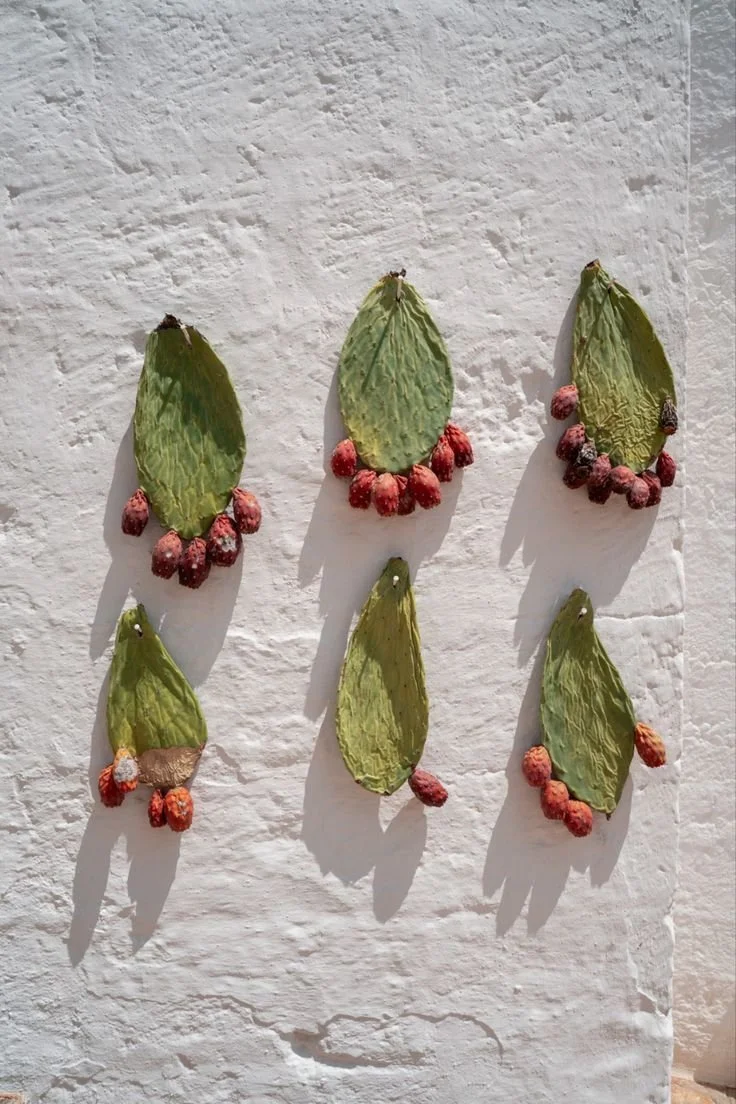 Mediterranean Cactus Aesthetics.jpeg