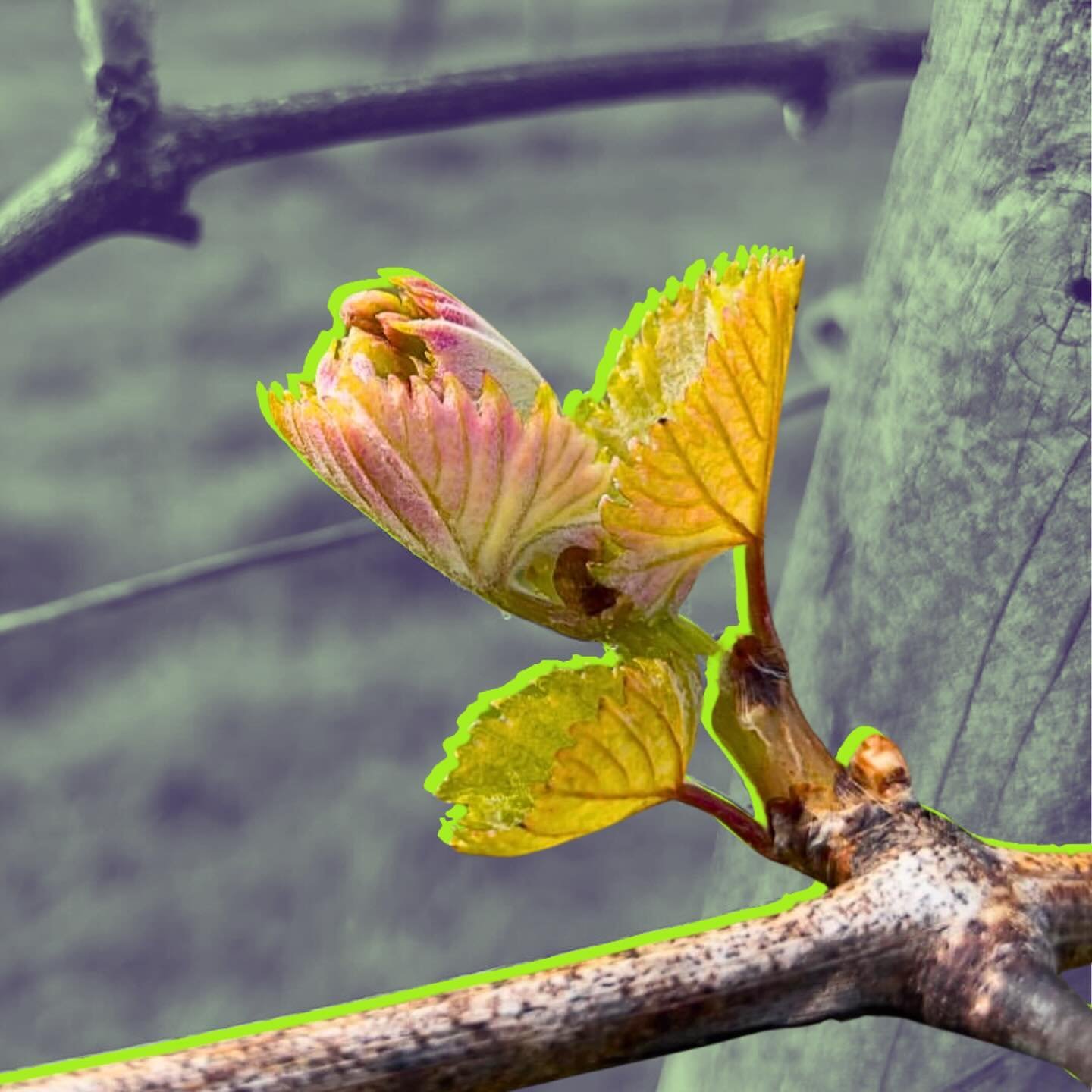 Loved this frank and insightful post on an early Budburst, from our friends at @astleyvineyard in rural Worcestershire. Co-owner and Winemaker @chaywood90 with the explainer:

&ldquo;Budburst (just about)&hellip; For these last couple of weeks, Briti