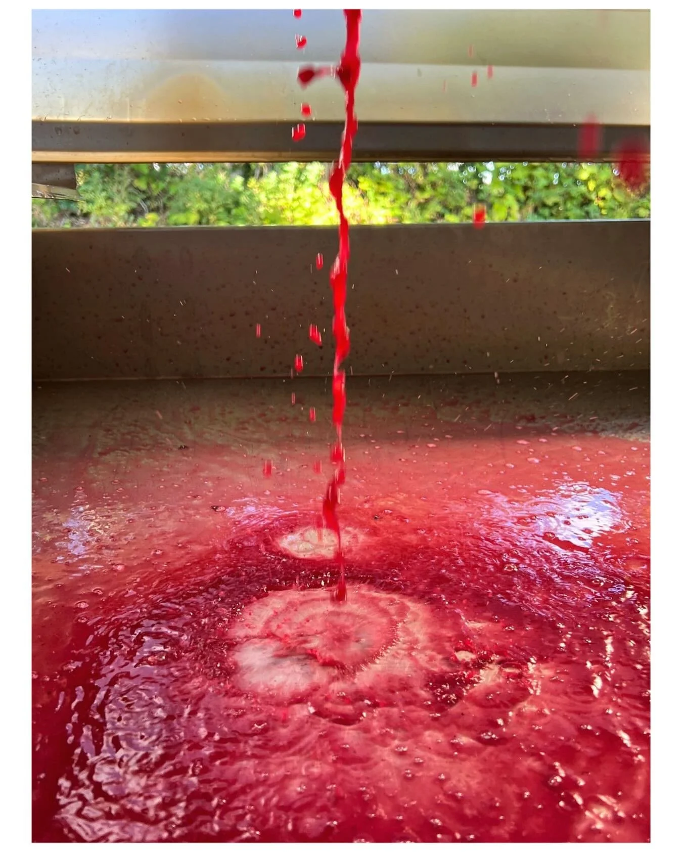 So many brilliant harvest shots across social
media at the moment. This week we partic loved this vivid winery shot from our friends @astleyvineyard in Worcestershire 🍇🍇🍇 

&ldquo;Pressing on: This is perhaps our last mad week of harvest - a good 
