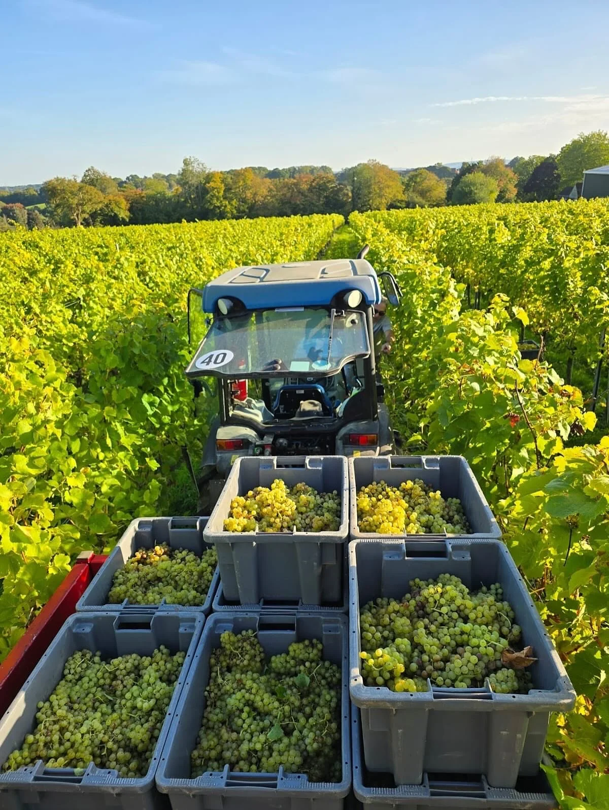 Love to see it! Lush green pics full of harvest activity from our friends at @hiddenspringvineyard in East Sussex, who kicked things off on Saturday. And great to see them at the recent @winegb tasting, rocking an #IEWA24 GOLD on their superb 2019 Cl