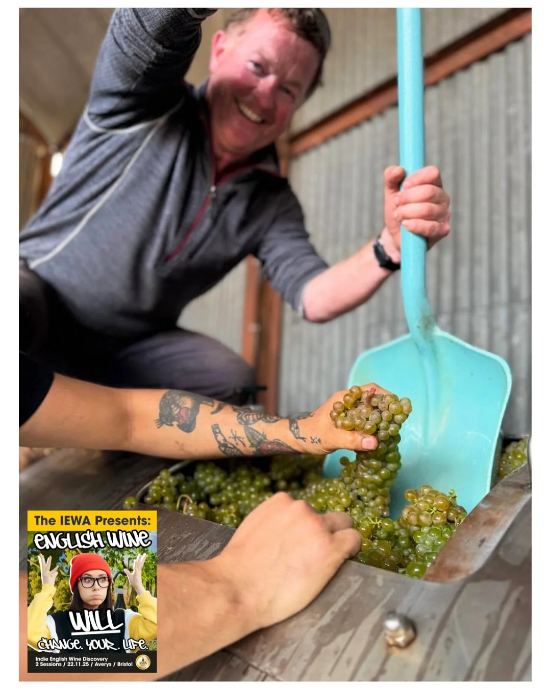 Harvest and winery update from our great friend Ian at @jojos_vineyard 😁🙌🥂🍇

&ldquo;Squeezing as many bunches of Seyval Blanc in to the press as we can&hellip; thanks Max, James and @tommy__grimshaw for working wonders with the grapes again&helli