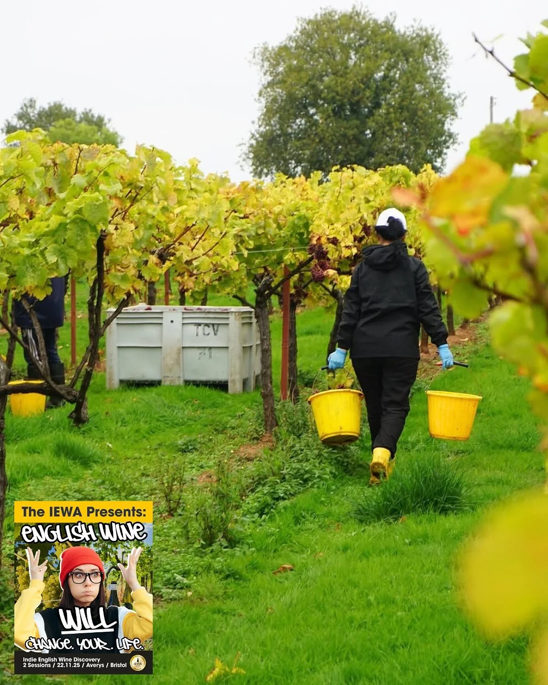 Harvest 2025 ✅ for our friends @threechoirswinery 🙌
“With the last grapes pressed and in tank, that’s harvest 2025 in the bag: Over 470 tonnes of fruit, and 250+ ferments; Red, white, rose, orange, sparkling, red sparkling, fortified, a