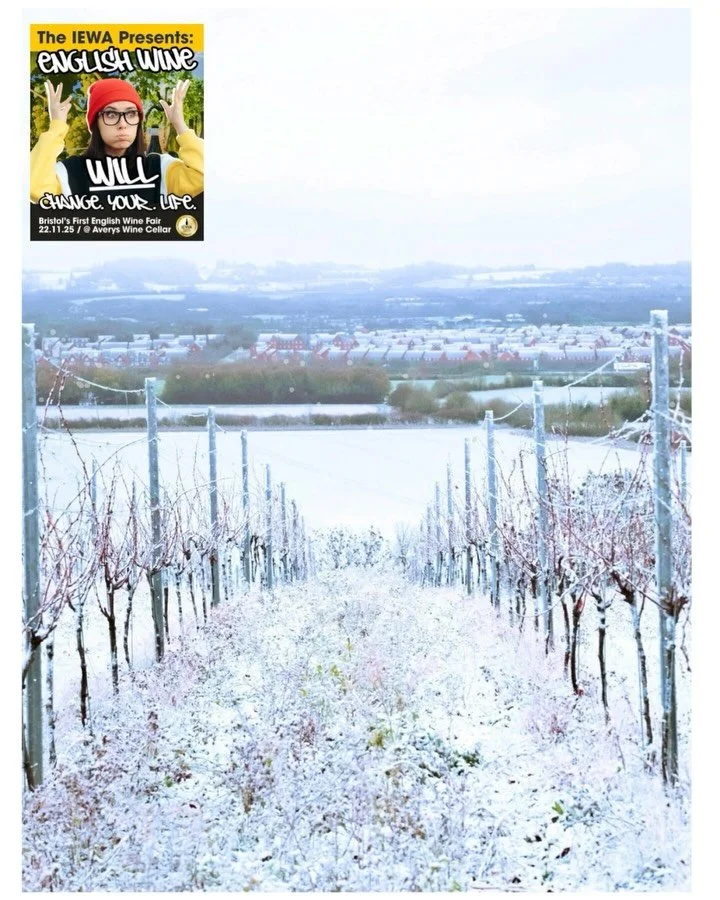 The scenes from @hungerhillvineyard this week! 😱❄️ 

&ldquo;The vines just got their first sprinkle of winter magic! ✨
Festive vibes are officially arriving at Hungerhill Vineyard.&rdquo;

Looking forward to catching up with Andrew in Bristol on Sat