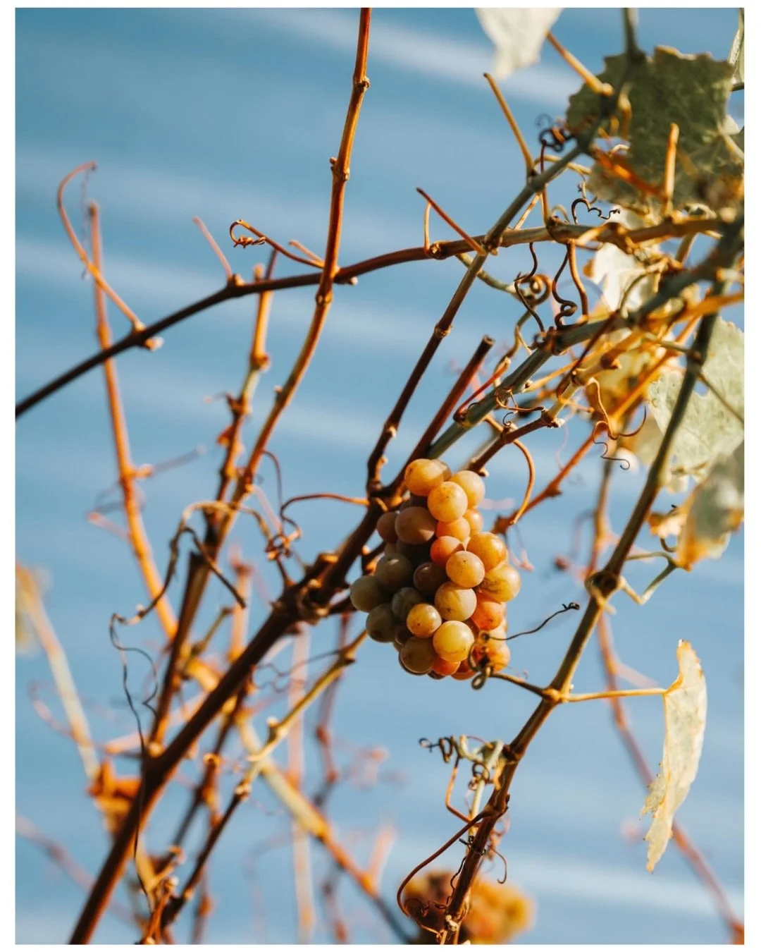 Lovely seasonal vineyard shot from our friends at @b58winery, makers of really exciting low intervention wines in Hampshire&hellip;

&ldquo;A tiny survivor of harvest, soaking up the last autumn light&hellip;&rdquo;

Pro tip: Seek out their Gewurtztr