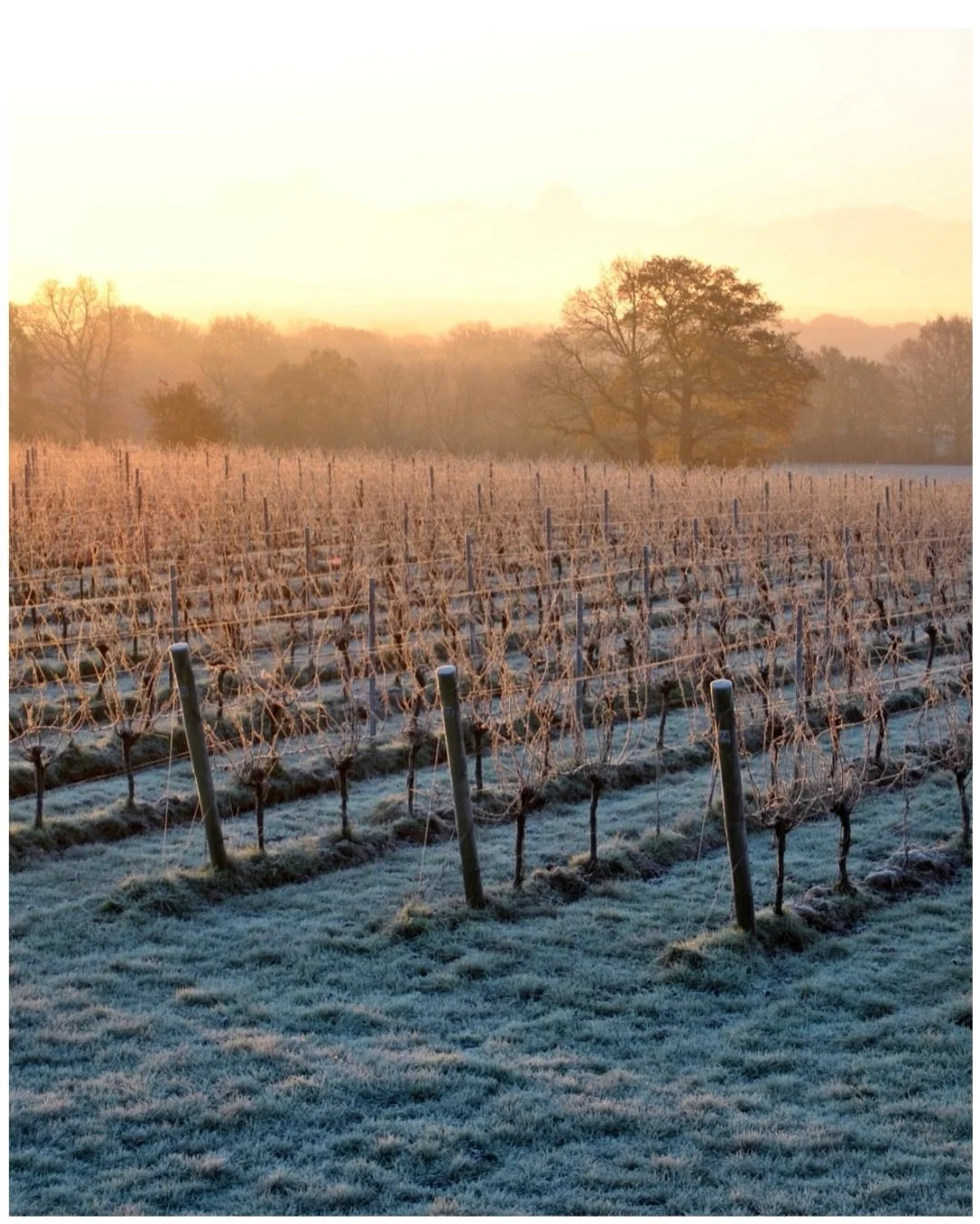 A seasonal heads-up from our Kent friends @woodchurchwine 🎄🍾

Their stylish Classic Brut is a perennial favourite with our judges, scoring GOLD from us in 2023, and high Silvers in 2024 and 2035. Order online by Friday 19th December to make sure yo