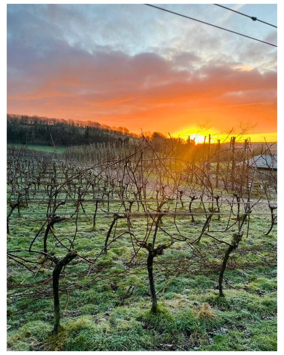Winter sun and smiling faces at @bridevalleywine in Dorset. This must be how Gold Medal English wines are made&hellip;

As @bridevalleywine explain: 

&ldquo;The vineyard might look quiet, but February is when things get serious!

Our team is out tyi