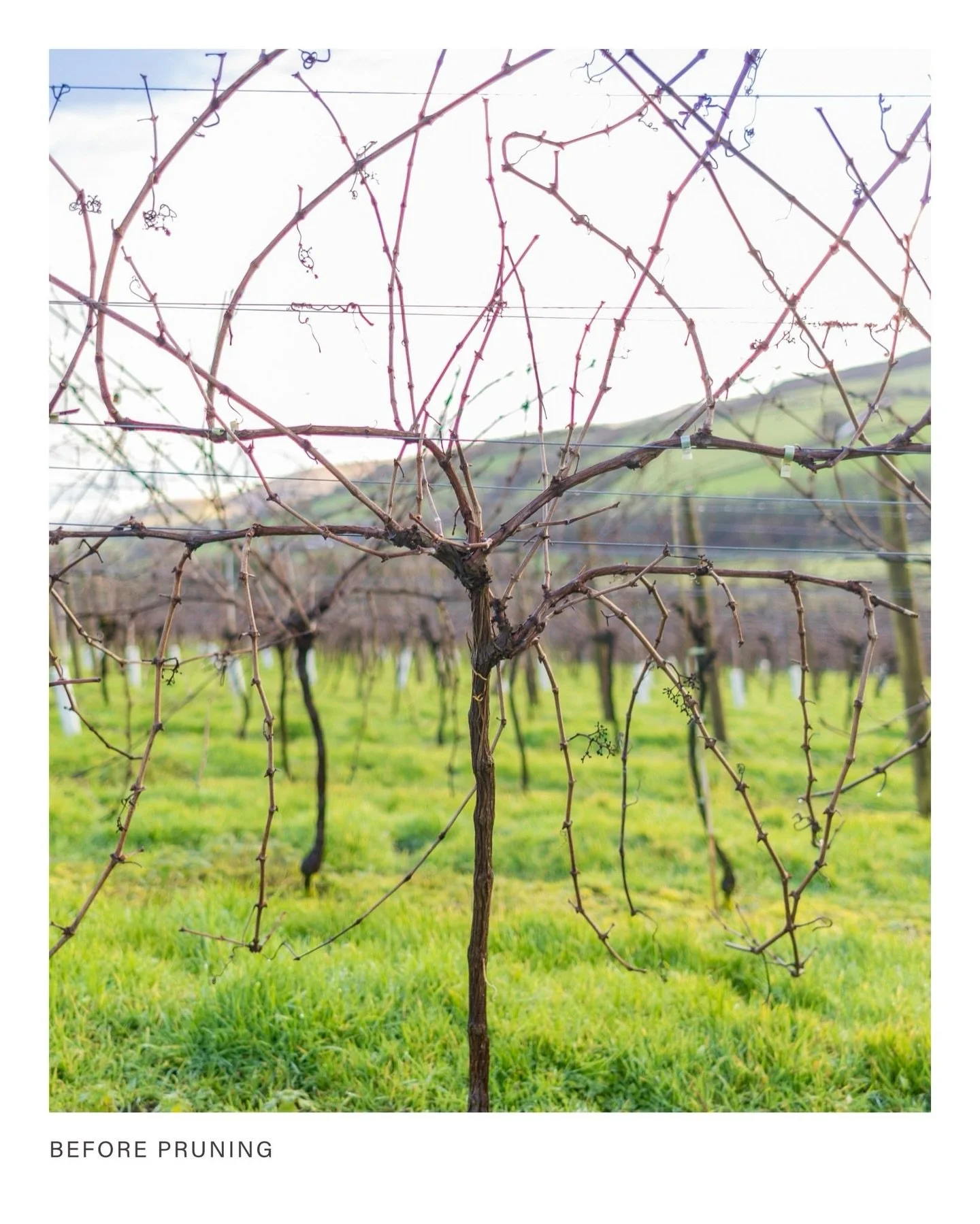 The art of the cut ✂️🍇

A pair of very satisfying before and after pruning pics from our friends @aldervineyard in glorious South Devon&hellip;

&ldquo;While the cafe is resting, we&rsquo;re out in the vineyard, bringing order to the rows. Swipe to 