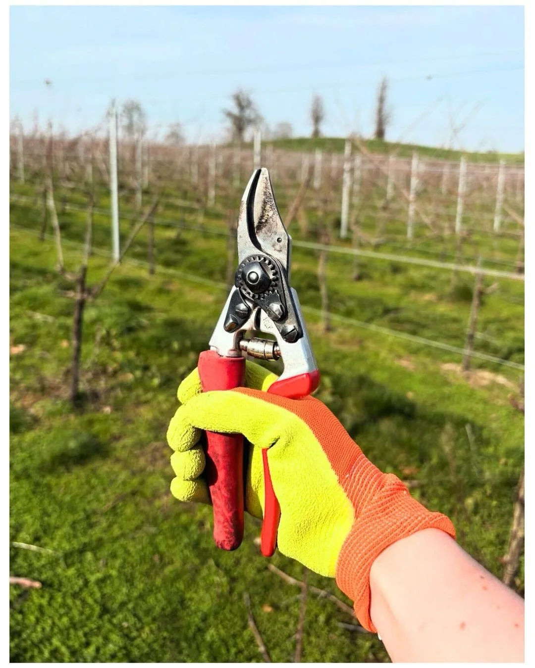 The @wine_twins of @rowton_vineyard in Shropshire, making an excellent case here for the &lsquo;really good vibes make for really good wines&rsquo; theorem: 

&rdquo;What a glorious few days we&rsquo;ve had in the vineyard! ☀️ The vines are practical