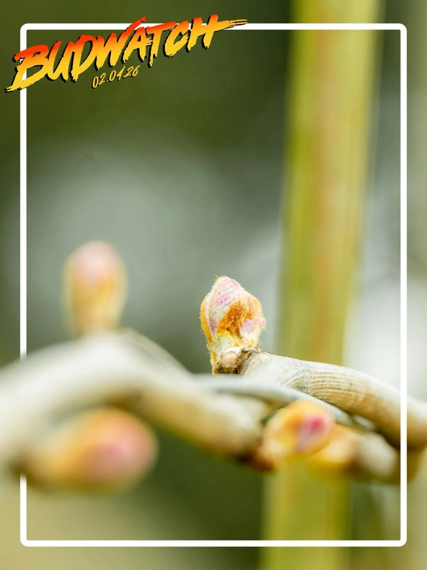 Budwatch begins! Nervous times here in UK for sure. But no sign of our old friends at @stanlakepark in Berkshire losing their sense of humour over it. People and wines full of personality. And their social media has really levelled up of late. Go and