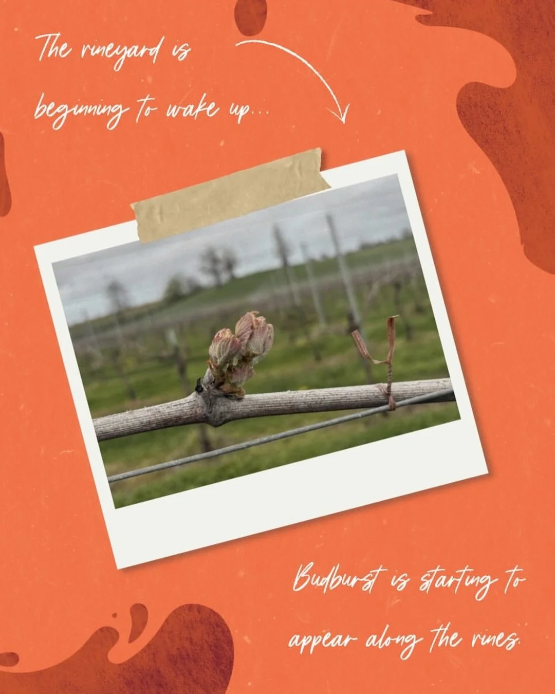 April on an English vineyard, courtesy of our friends @rowton_vineyard 🌱

&ldquo;Things are starting to wake up again! You can spot the first buds bursting along the vines, a clear sign the new season is underway 🤗 &ldquo;

&ldquo;There&rsquo;s a l