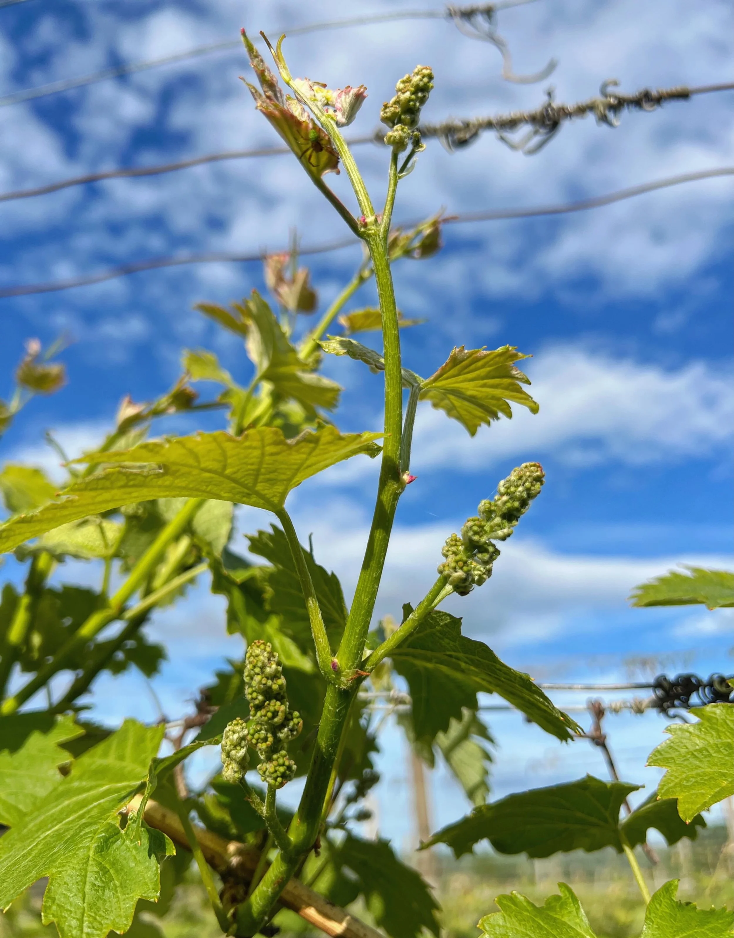 Resharing a quick vineyard image and update from our good friends at @astleyvineyard&hellip;

&ldquo;Full of energy 🙌🌱😎

2026 hasn&rsquo;t exactly been an easy ride for many vineyards, so we&rsquo;re feeling extremely fortunate that we dodged this