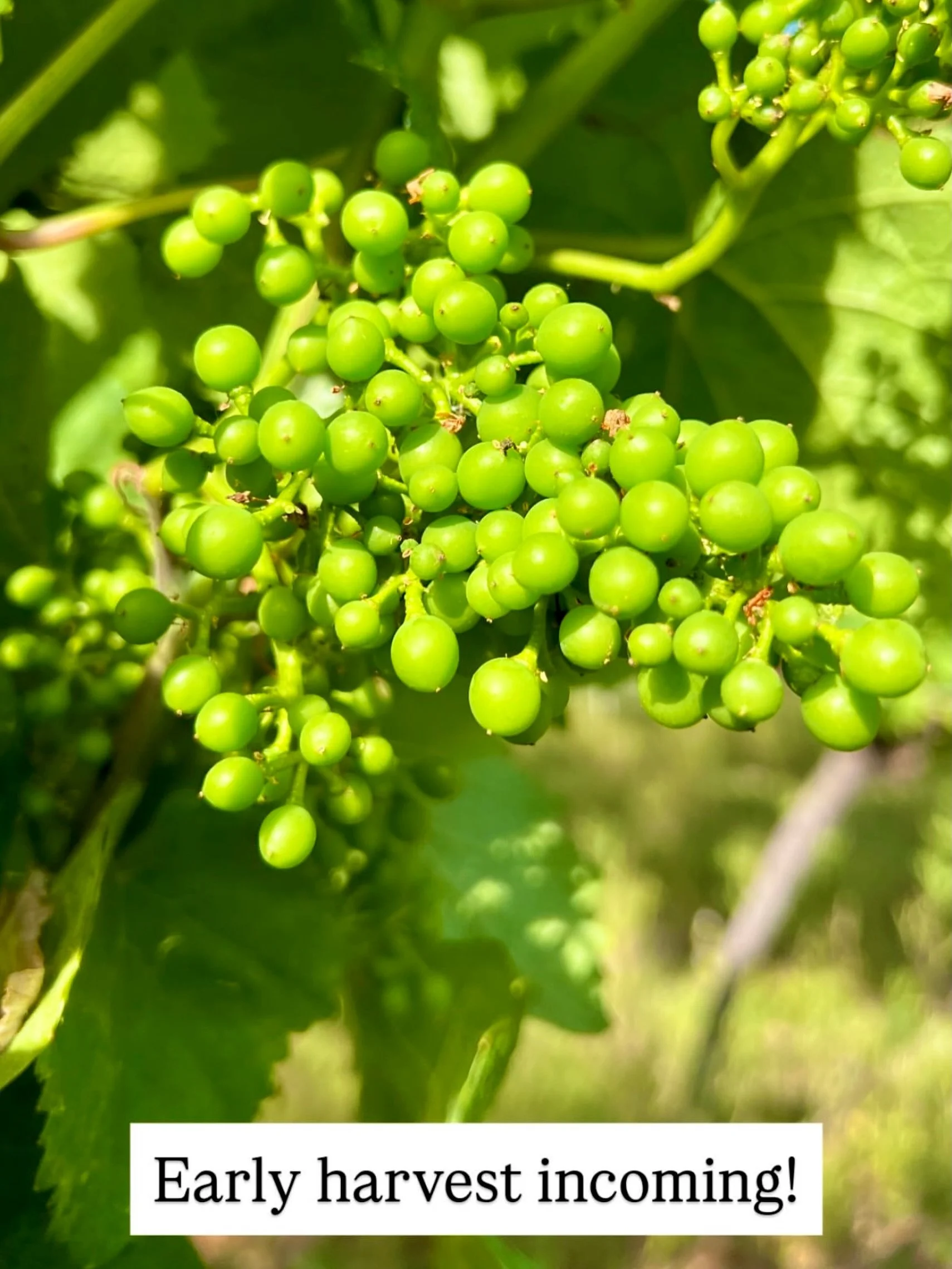 You heard it here first. Maybe. 🤷🏻&zwj;♂️😁🥂

@astleyvineyard @chrishaywoodwine 

#earlyharvest #englishwine #IEWA26