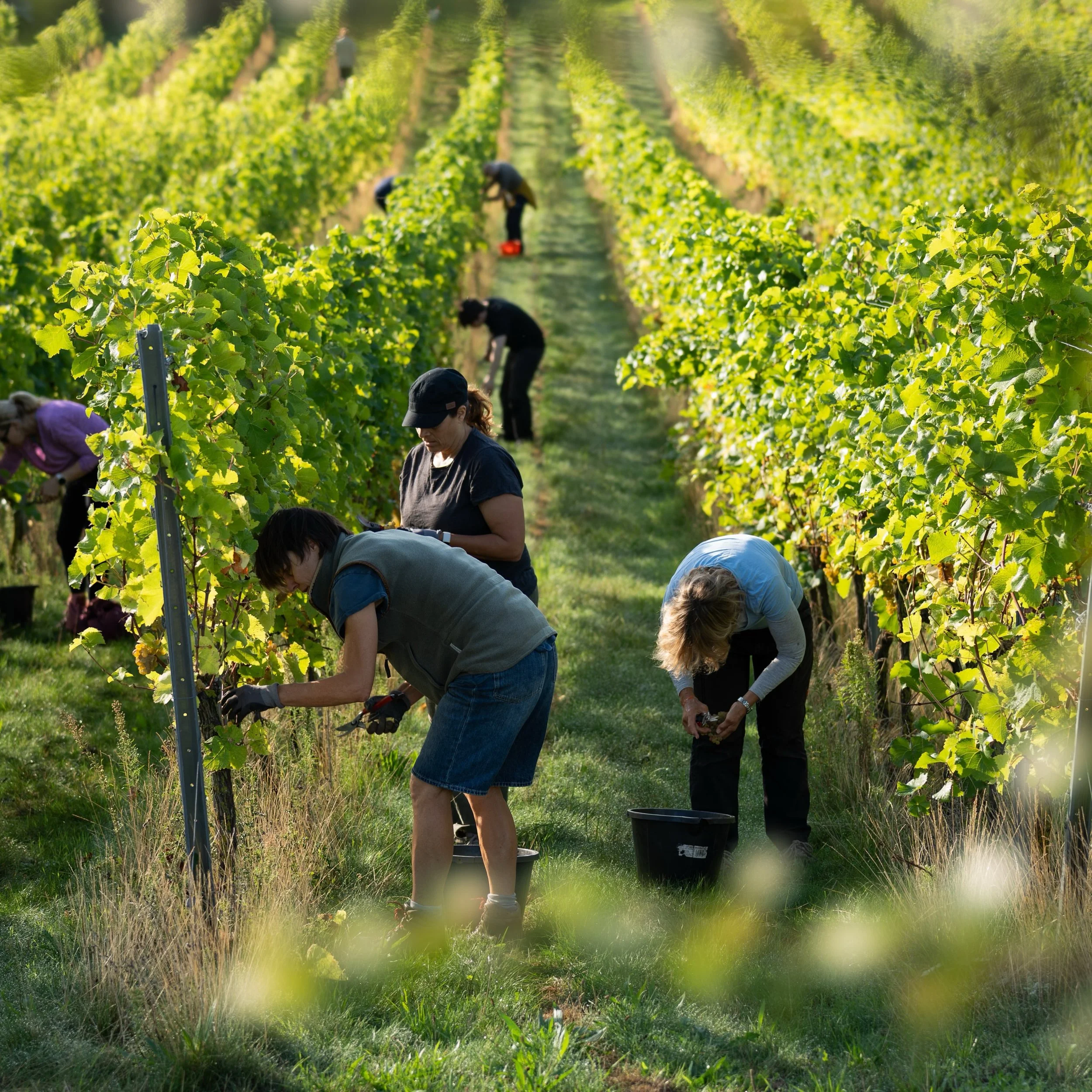 Harvest scenes from Norfolk now, and our good friends @burnvalleyvineyard 🍇🙌🔥

BV have been big winners at The IEWA in recent years, so it&rsquo;s fantastic to see a future vintage taking shape here&hellip;

On Monday this week, 20 volunteers join
