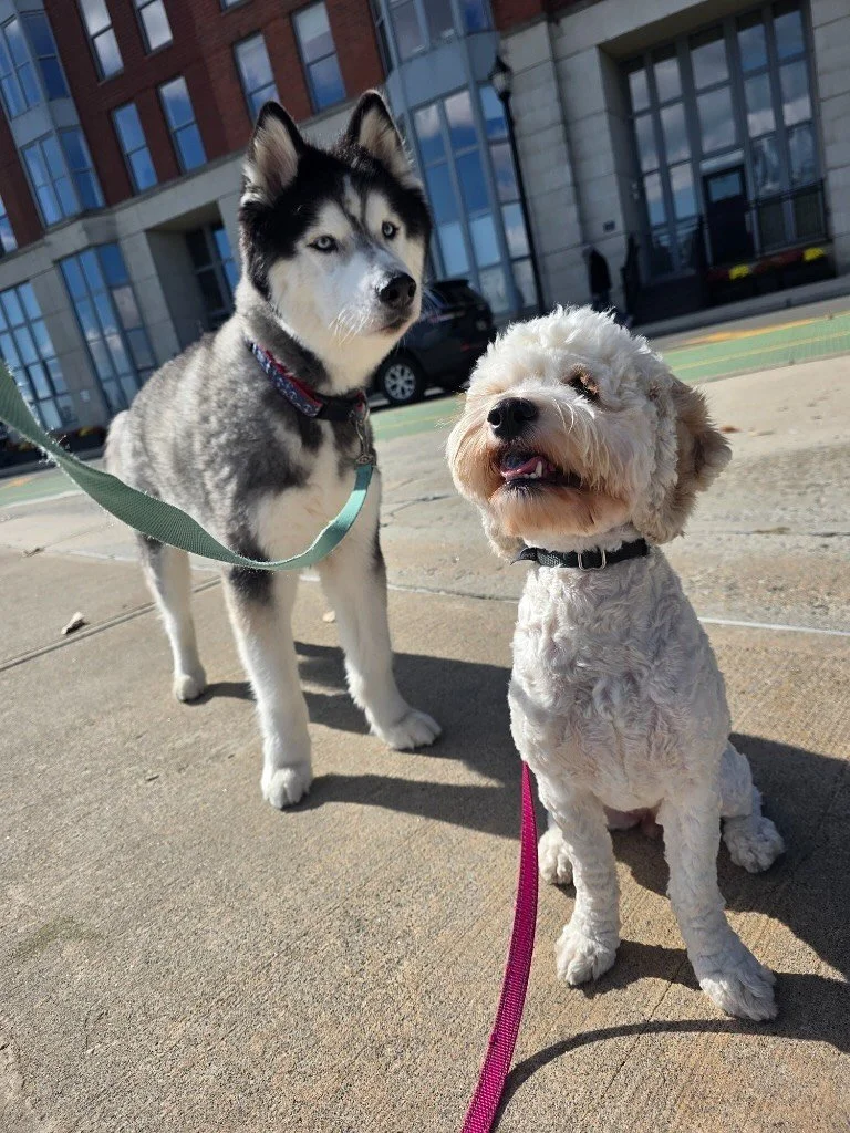 🌺 The handsome pair re-united
🌺 in Motion and looks like Milou in Tintin
🌺 Still a rascal, too often ready for a chewing adventure.