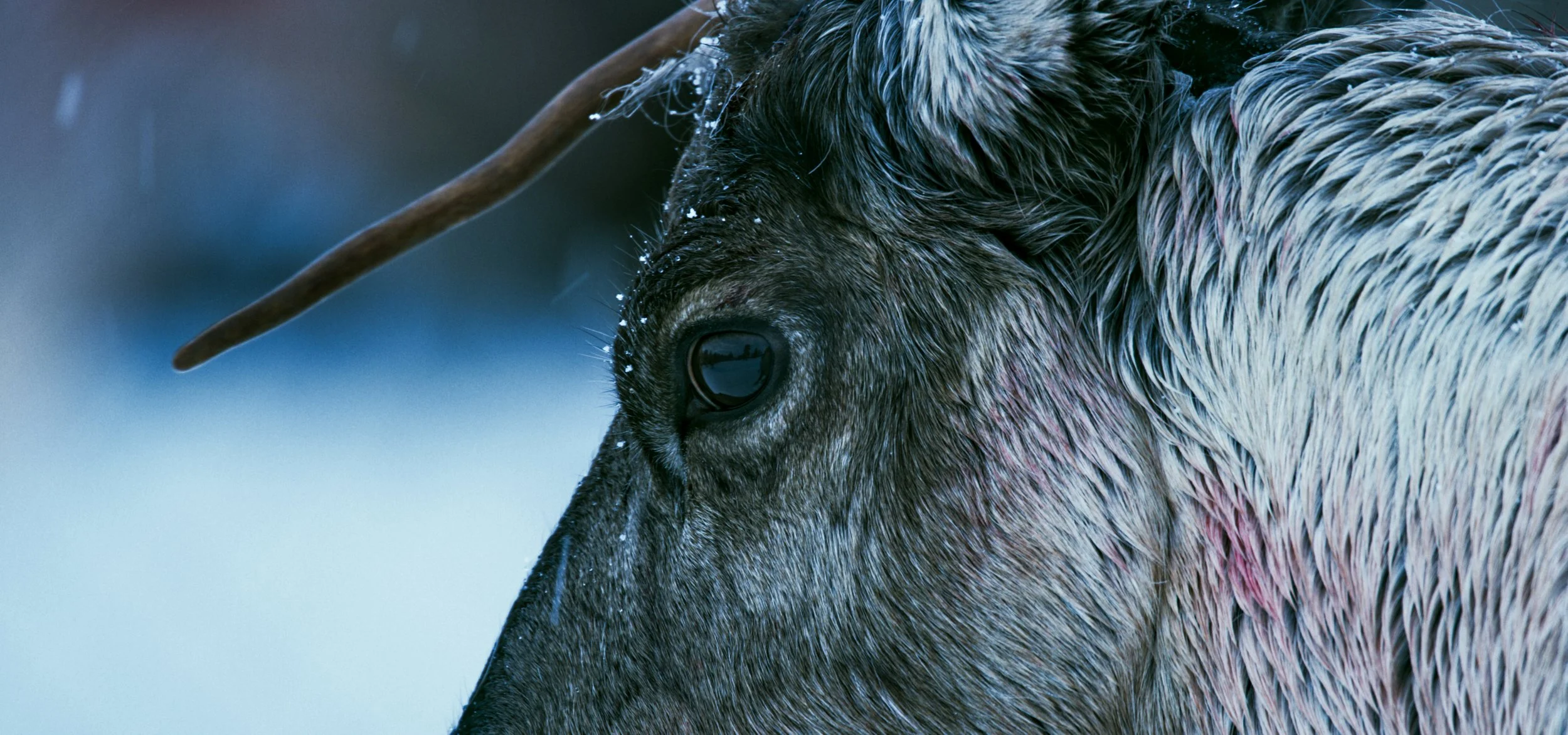 En filmplakat for filmen La Fjella Leve. Nærbilde av øyene til et reinsdyr. Det er mørke toner med blått. I refleksjonen på øyet til reinsdyret er det en vindmølle.  Reinsdyret har rød farge i pelsen, som kan ligne blod.