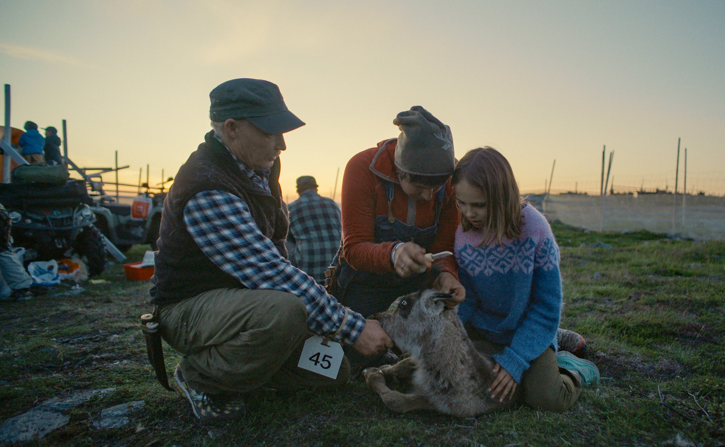 Et stemningsfult bilde. tre mennesker; en mann, en dame og en jente sitter over et reinsdyr. Jenta sitter på reinsdyret for å holde det nede mens moren holder en kniv ovenfor. Faren holder hodet stille. Det ser ut som at de skal prøve å hjelpe den.