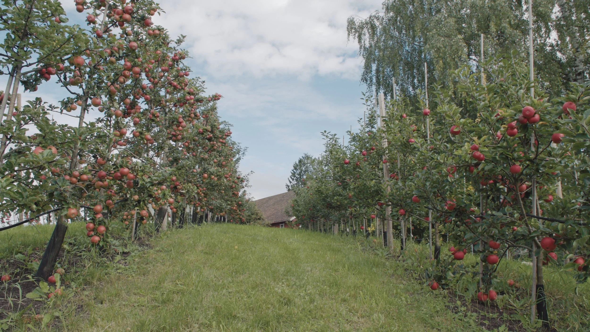 Stills bilde fra filmen "Dette er ikke et eple". Bilde av epletrær på høyre og venstre side. Eplene er røde. I midten på bildet er det en grønn gressplen. 