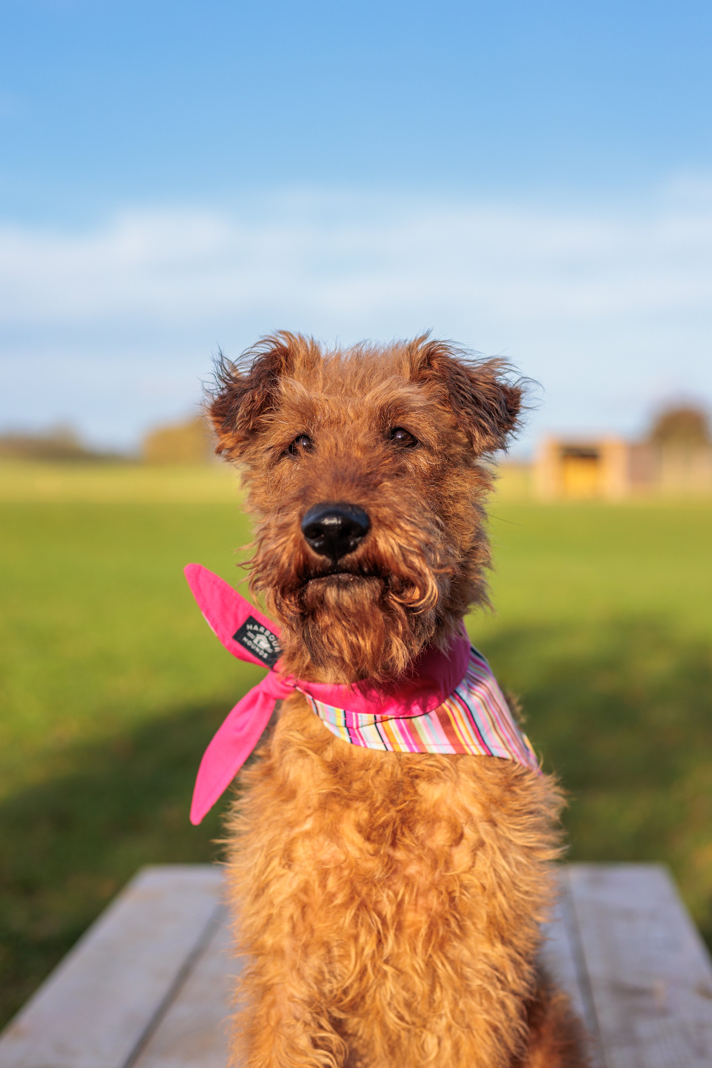 Multi stripe pink dog bandana .jpg