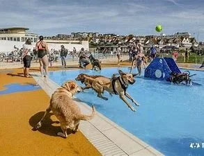SALTDEAN LIDO DOGGY PADDLE - BRIGHTON