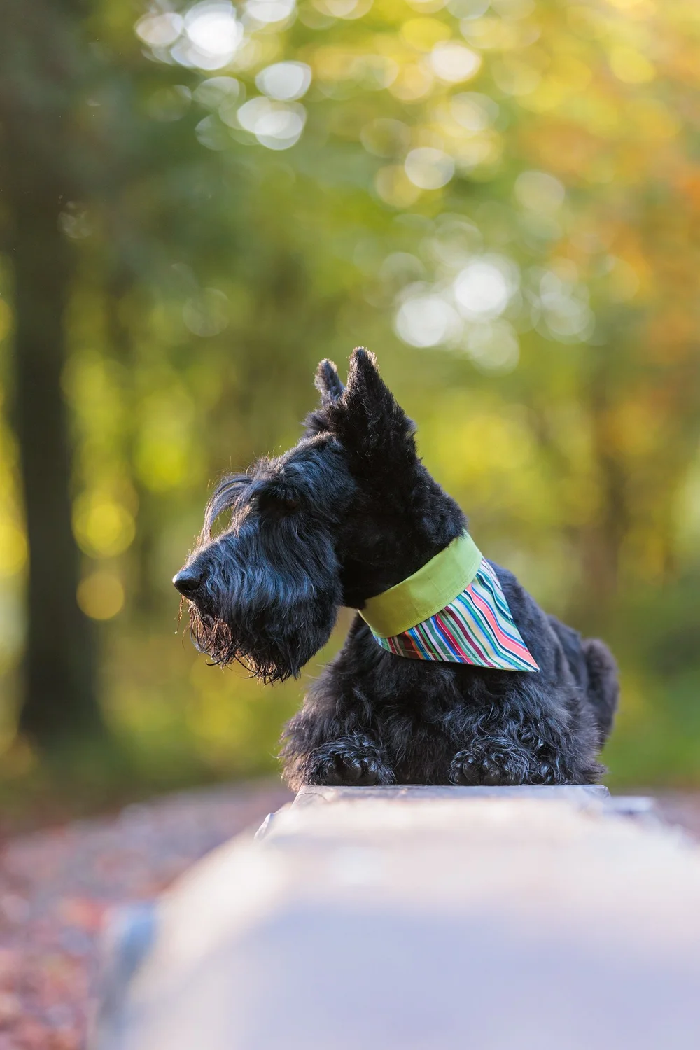 Scottie Dog Schnauzer Lady And The Tramp Dog Bandana