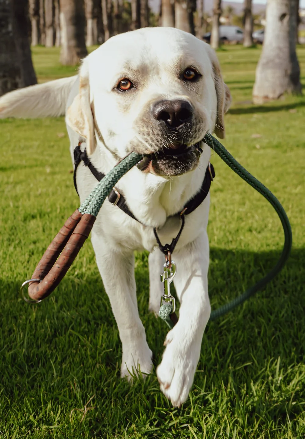 Sustainable Dog Lead Harbour Hounds