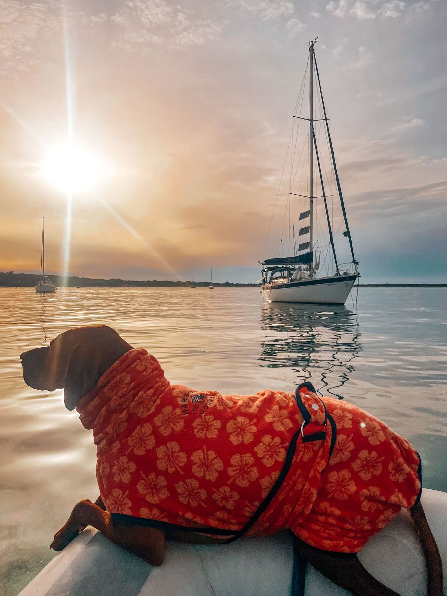 Surf design, peach Hibiscus flower towelling dog drying robe .