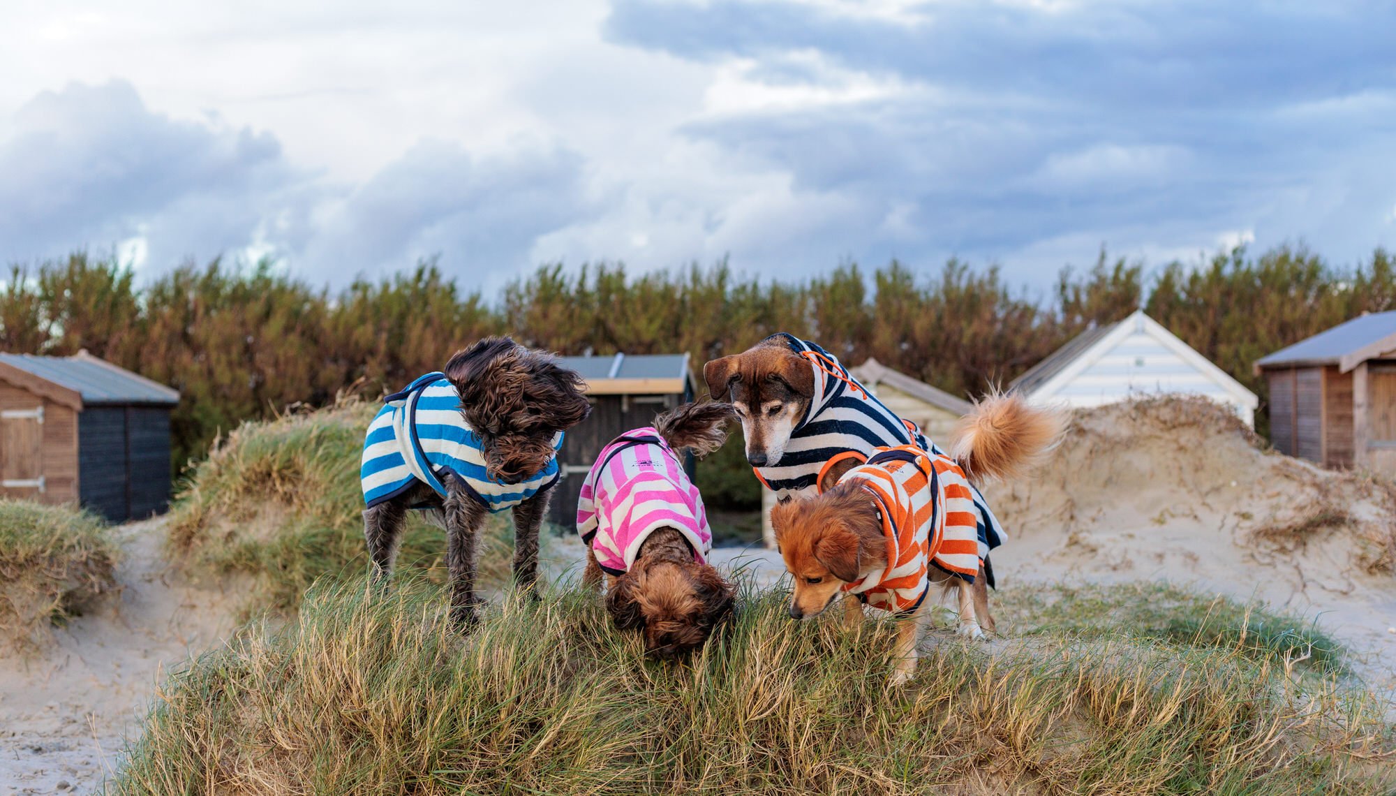 Dog Drying Robes 